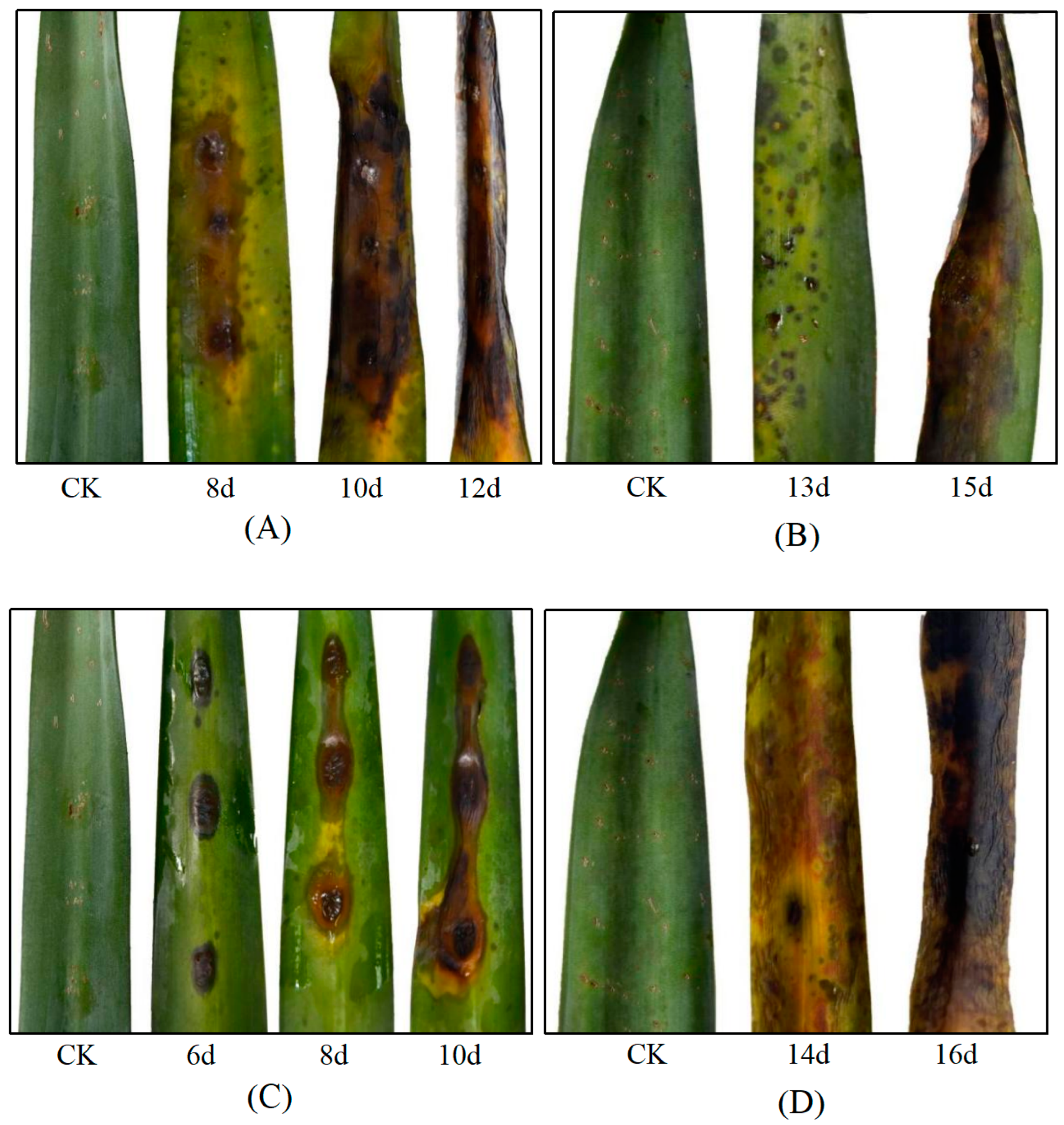 Jof 10 00486 g003 Jof 10 00486 g003