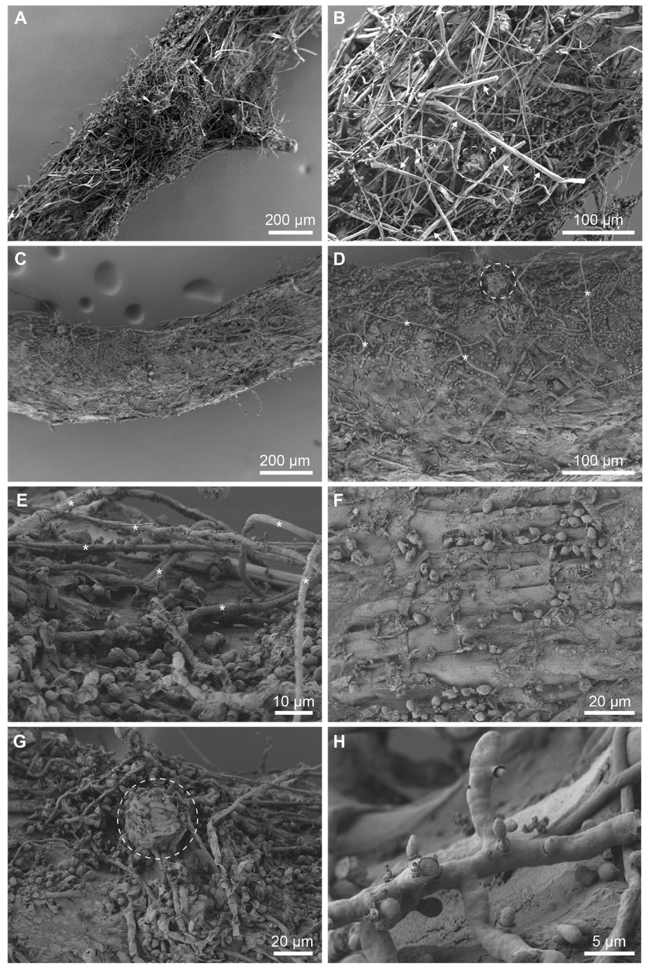 Jof 10 00487 g002 Jof 10 00487 g002