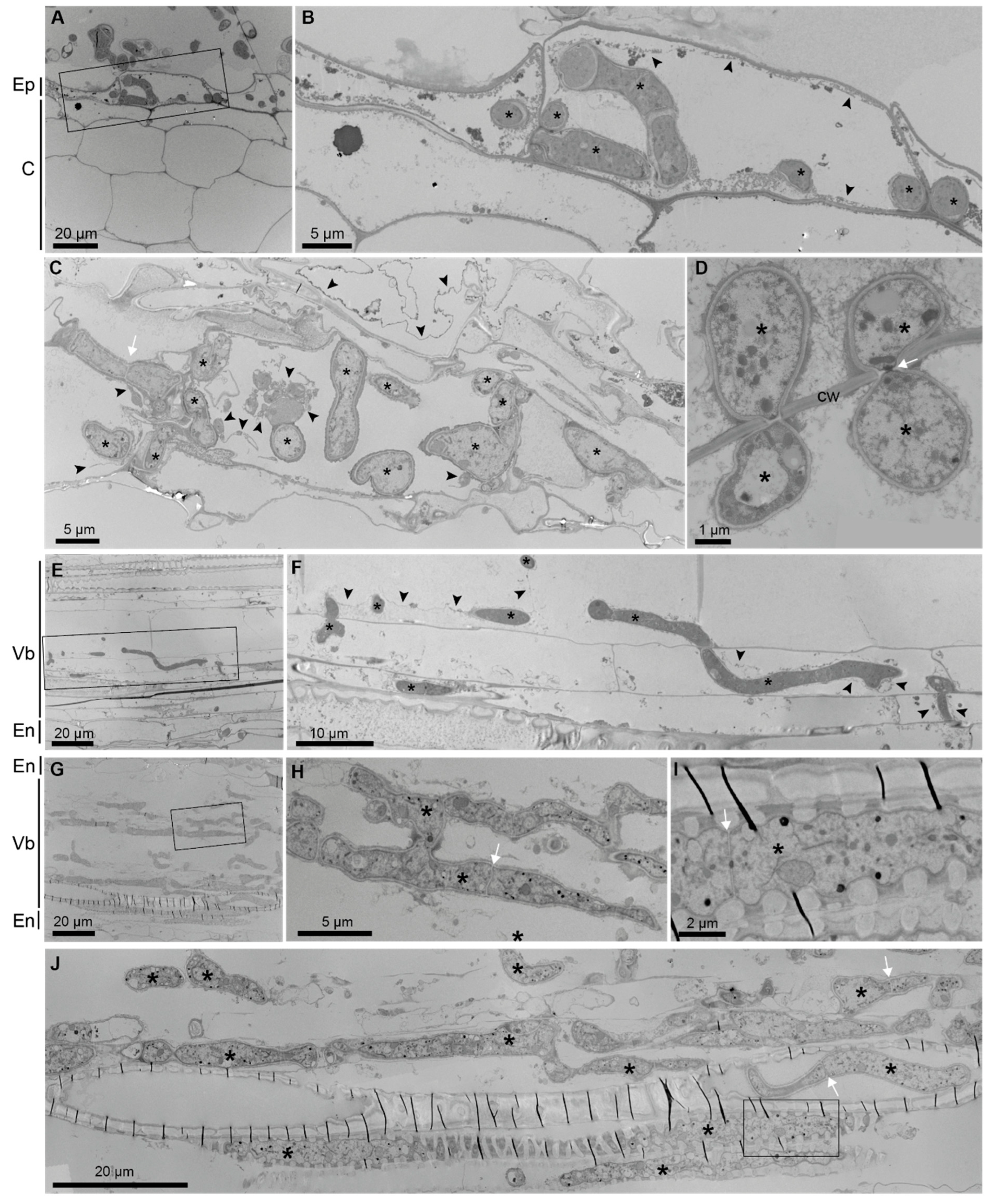 Jof 10 00487 g005 Jof 10 00487 g005