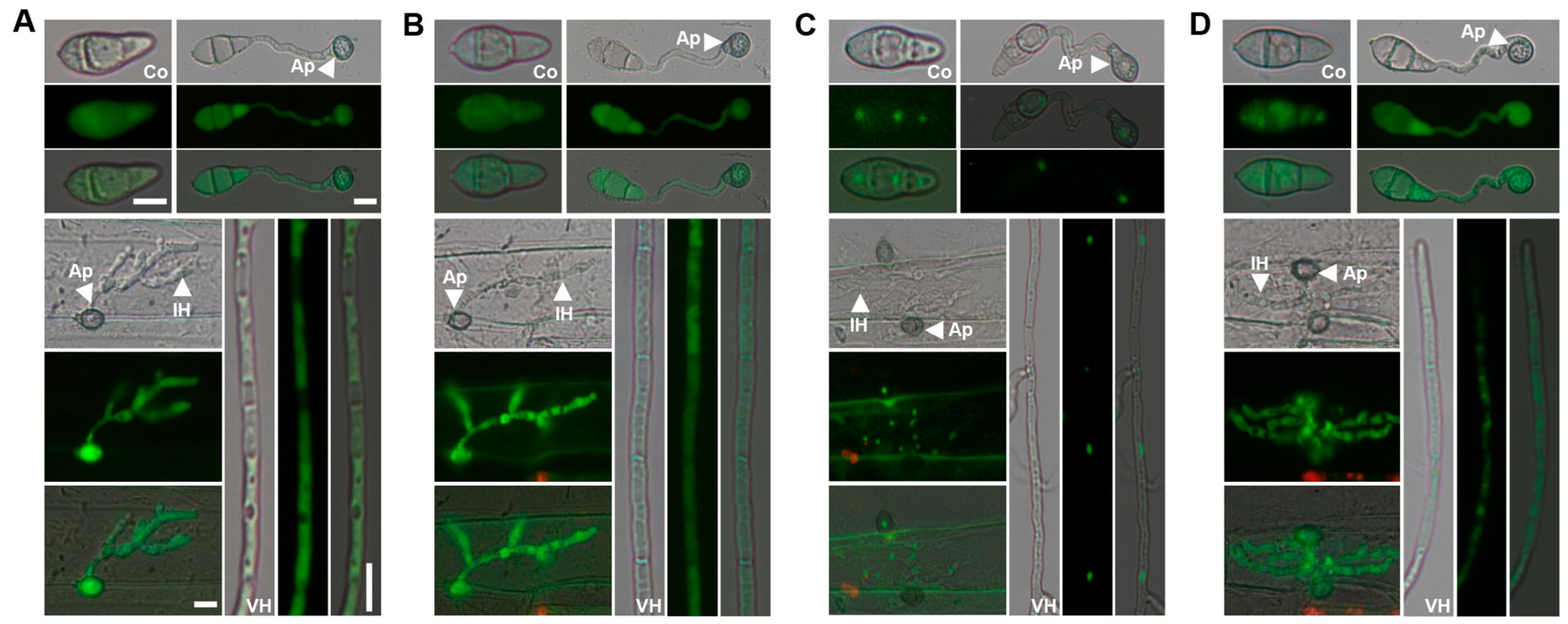 Jof 10 00511 g002 Jof 10 00511 g002