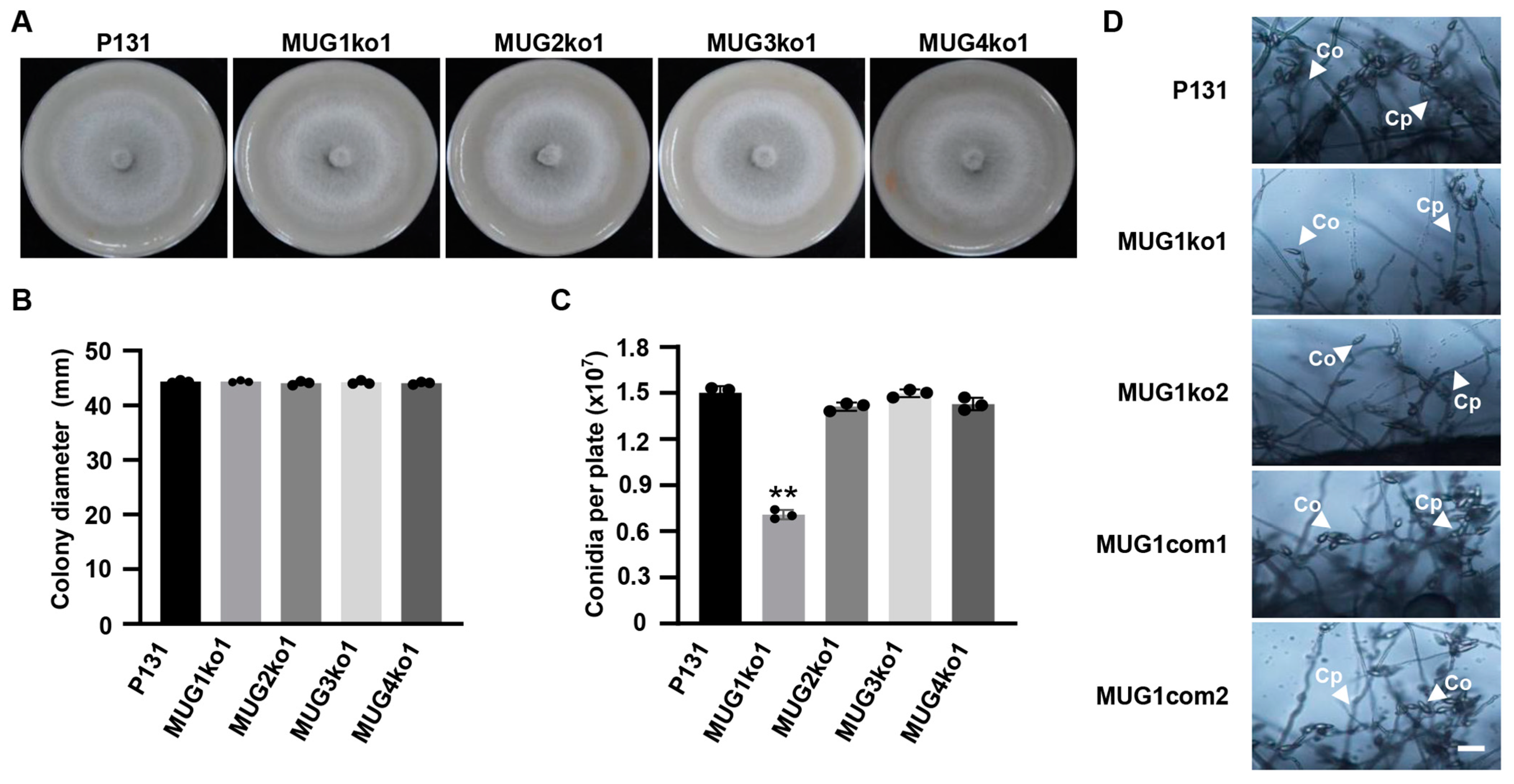 Jof 10 00511 g005 Jof 10 00511 g005