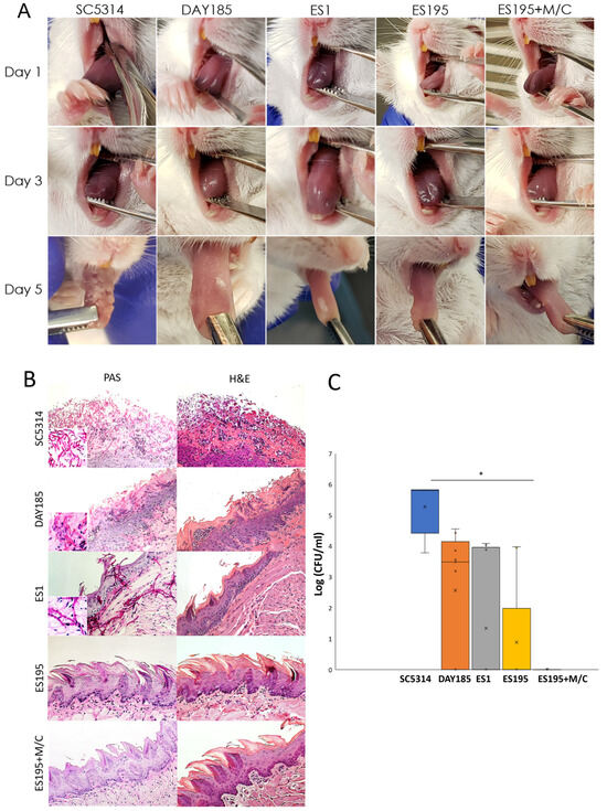 Candida albicans Mannosidases, Dfg5 and Dcw1, Are Required