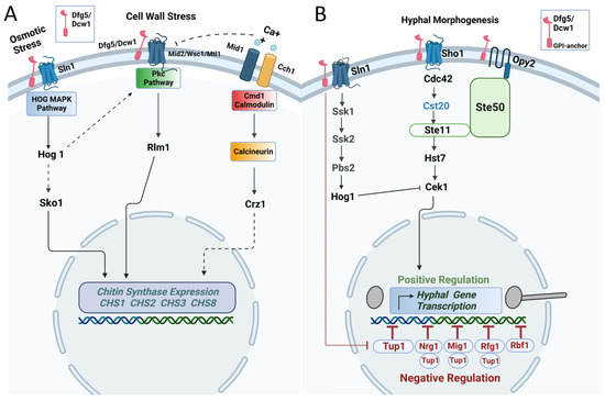 Candida albicans Mannosidases, Dfg5 and Dcw1, Are Required