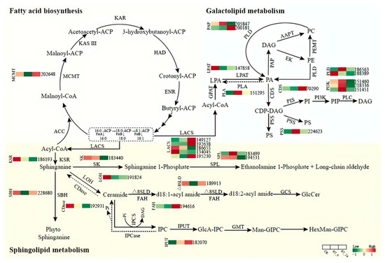 送料無料特集 | 激安の新品・型落ち・アウトレット Metabolomic and Lipid Revealed Analyses Transcriptomic アイドルグッズ
