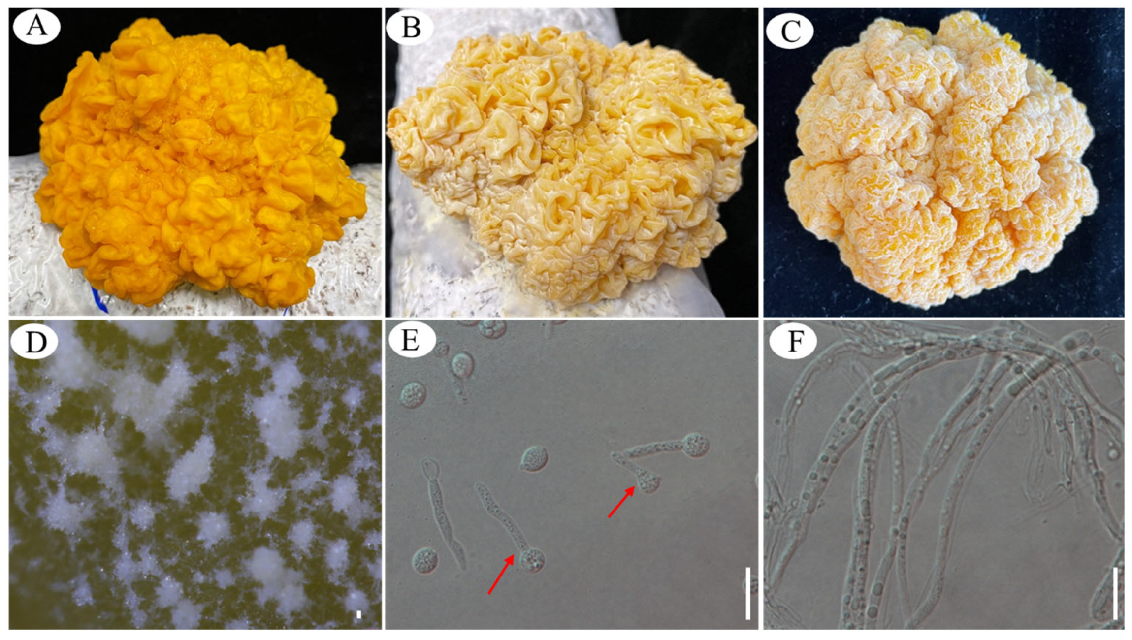 Jof 10 00557 g004 Jof 10 00557 g004