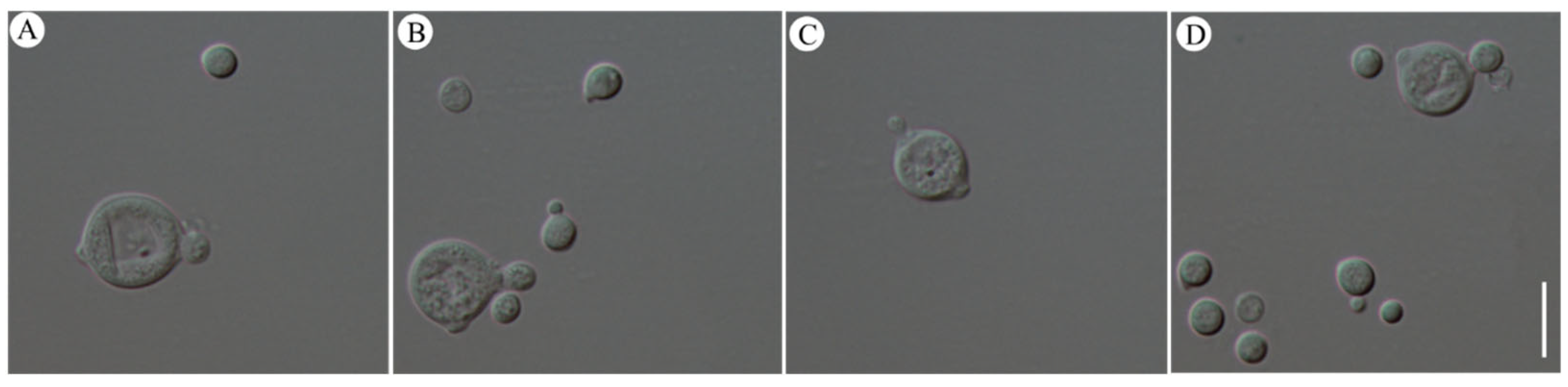 Jof 10 00557 g005 Jof 10 00557 g005