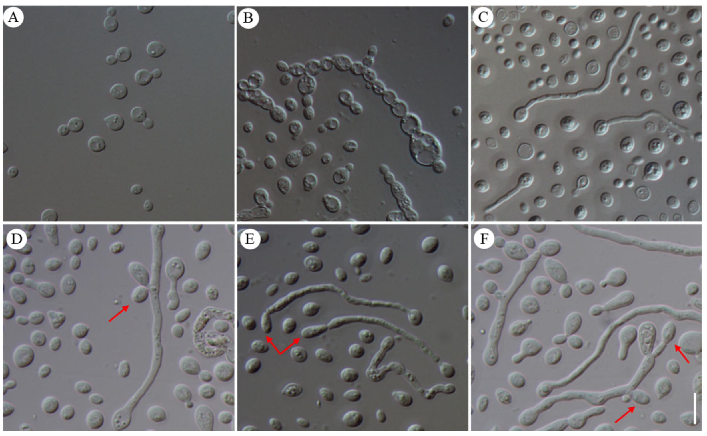 Jof 10 00557 g006 Jof 10 00557 g006
