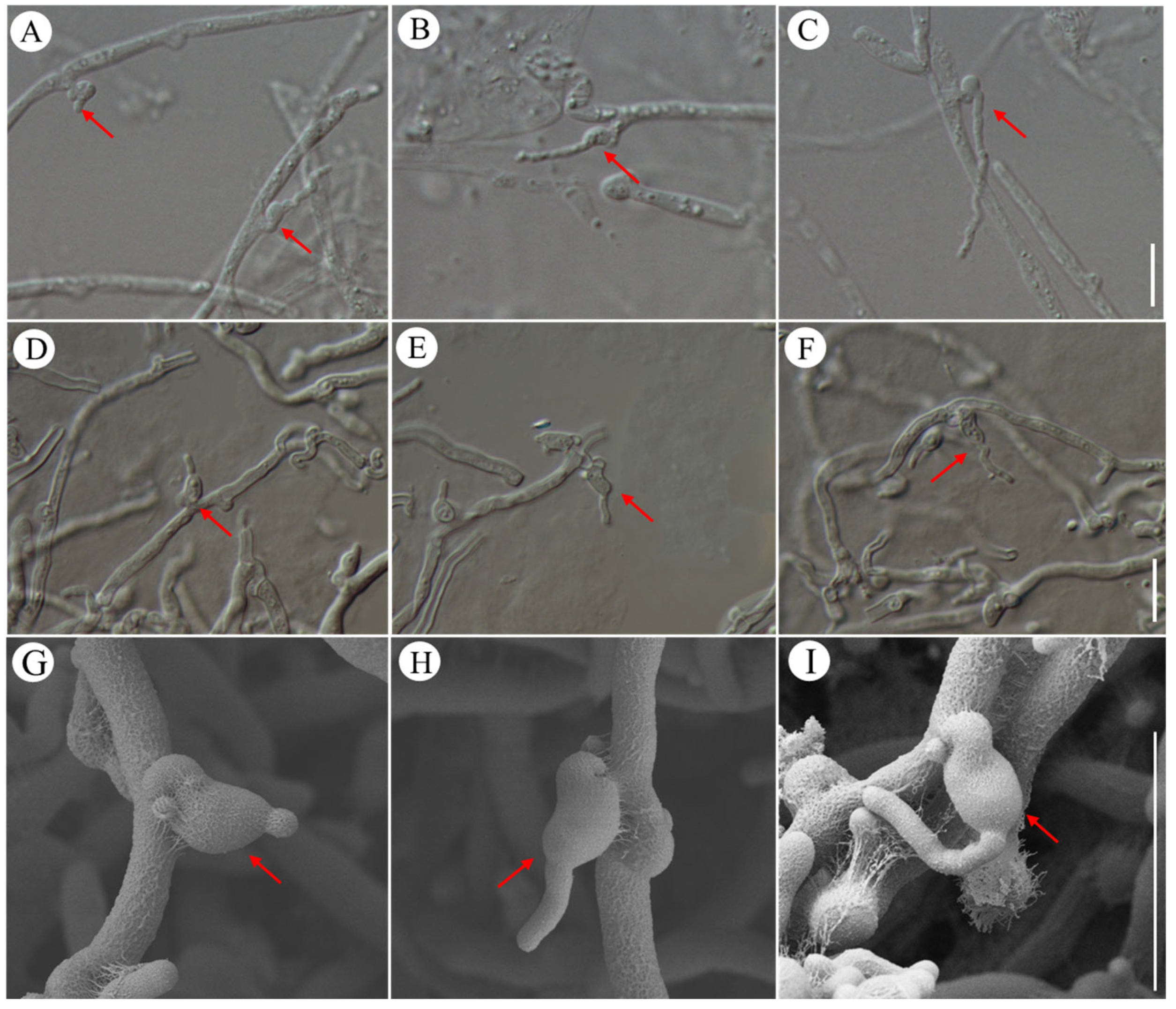 Jof 10 00557 g007 Jof 10 00557 g007