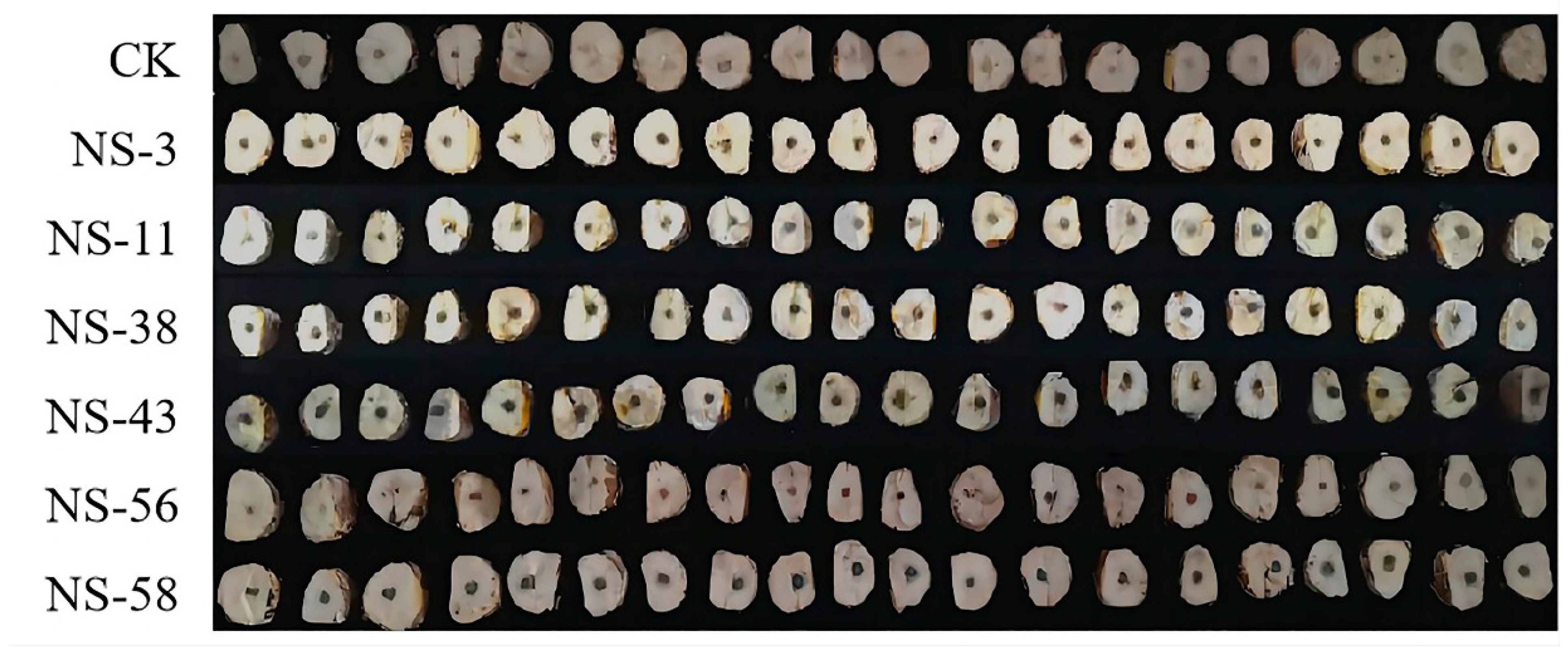 Jof 10 00573 g001 Jof 10 00573 g001