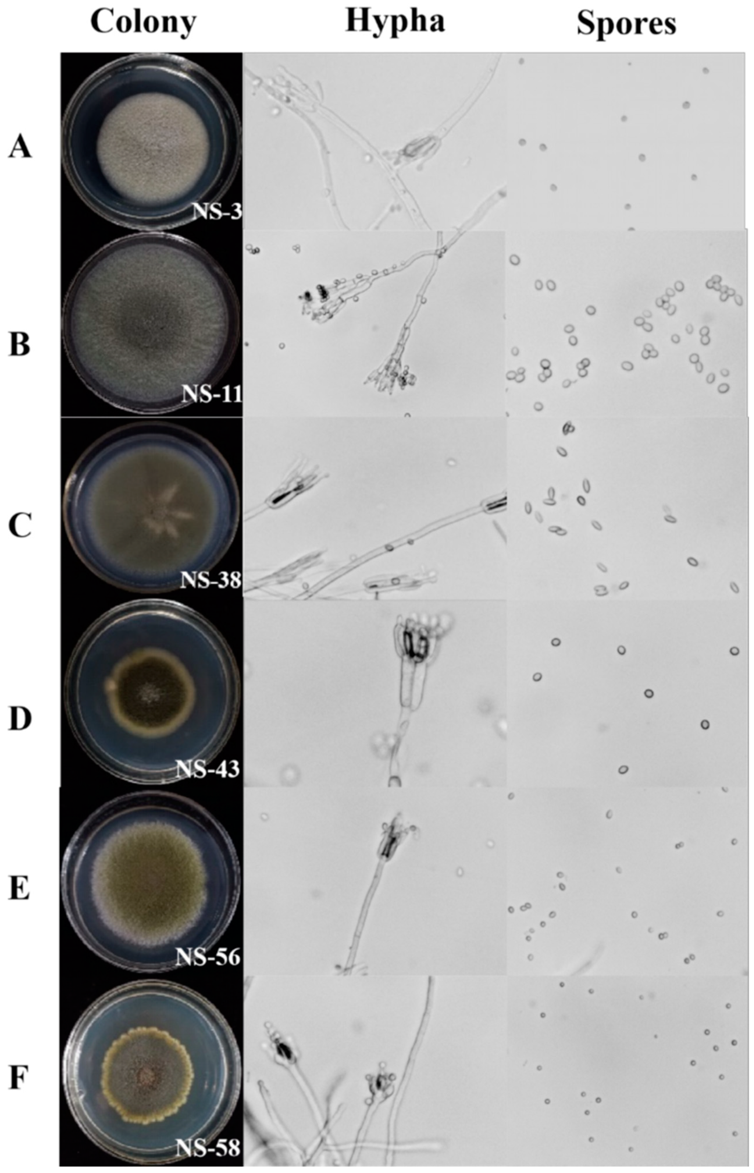 Jof 10 00573 g002 Jof 10 00573 g002