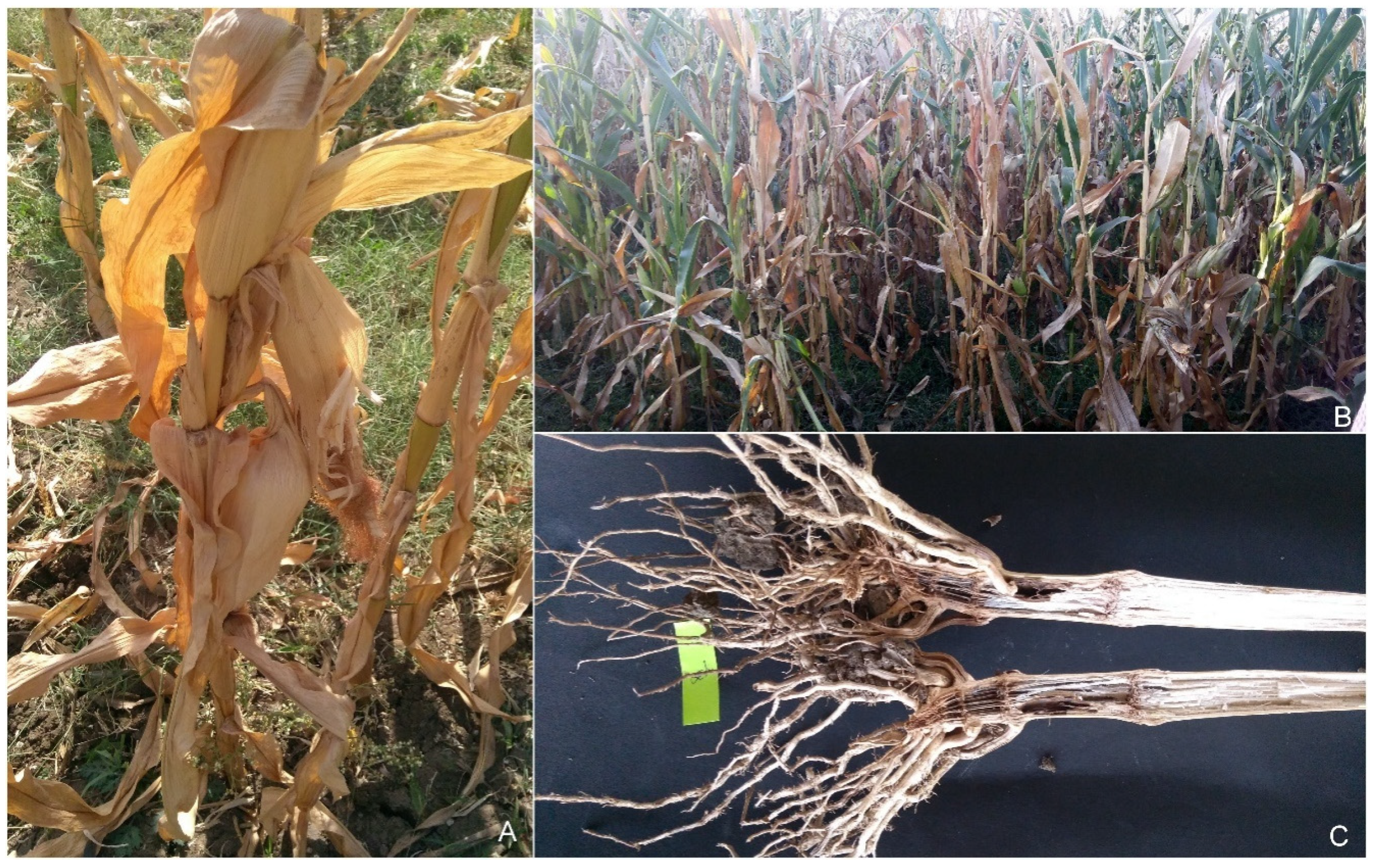 Jof 10 00574 g001 Jof 10 00574 g001