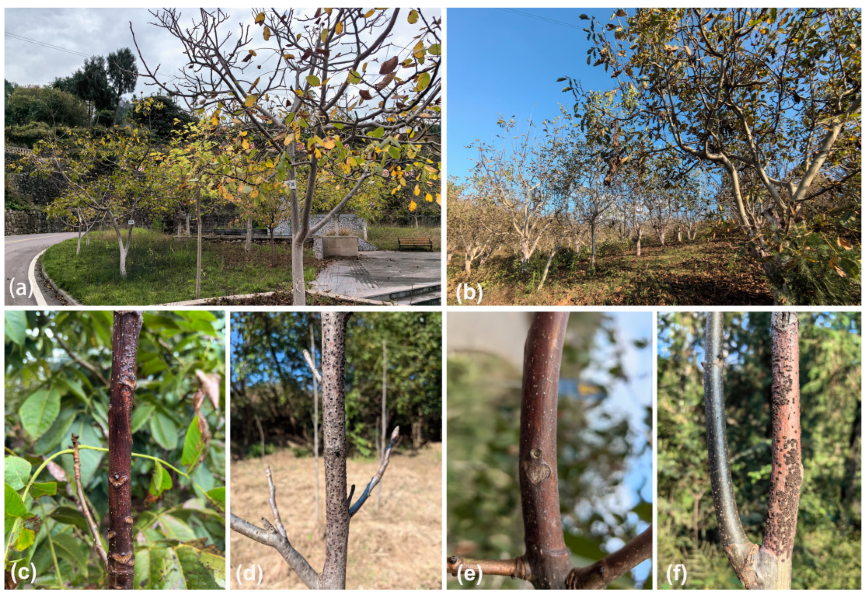 Jof 10 00583 g001 Jof 10 00583 g001