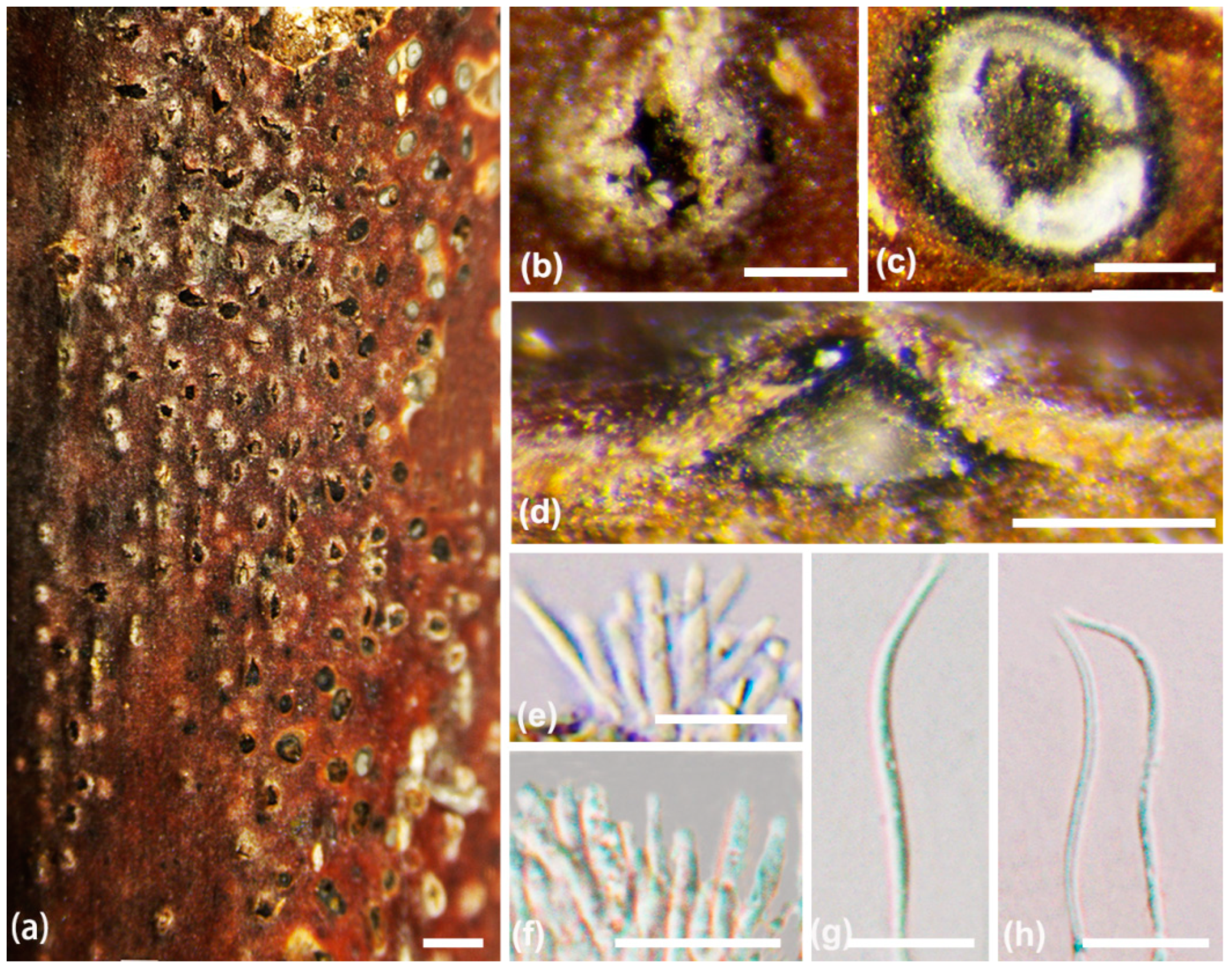 Jof 10 00583 g003 Jof 10 00583 g003