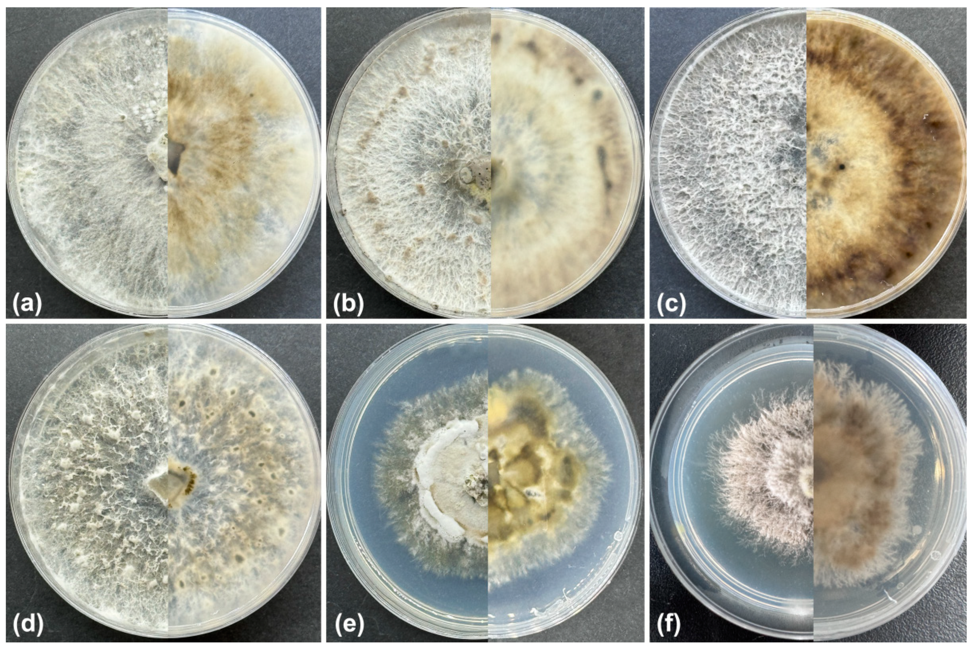 Jof 10 00583 g004 Jof 10 00583 g004