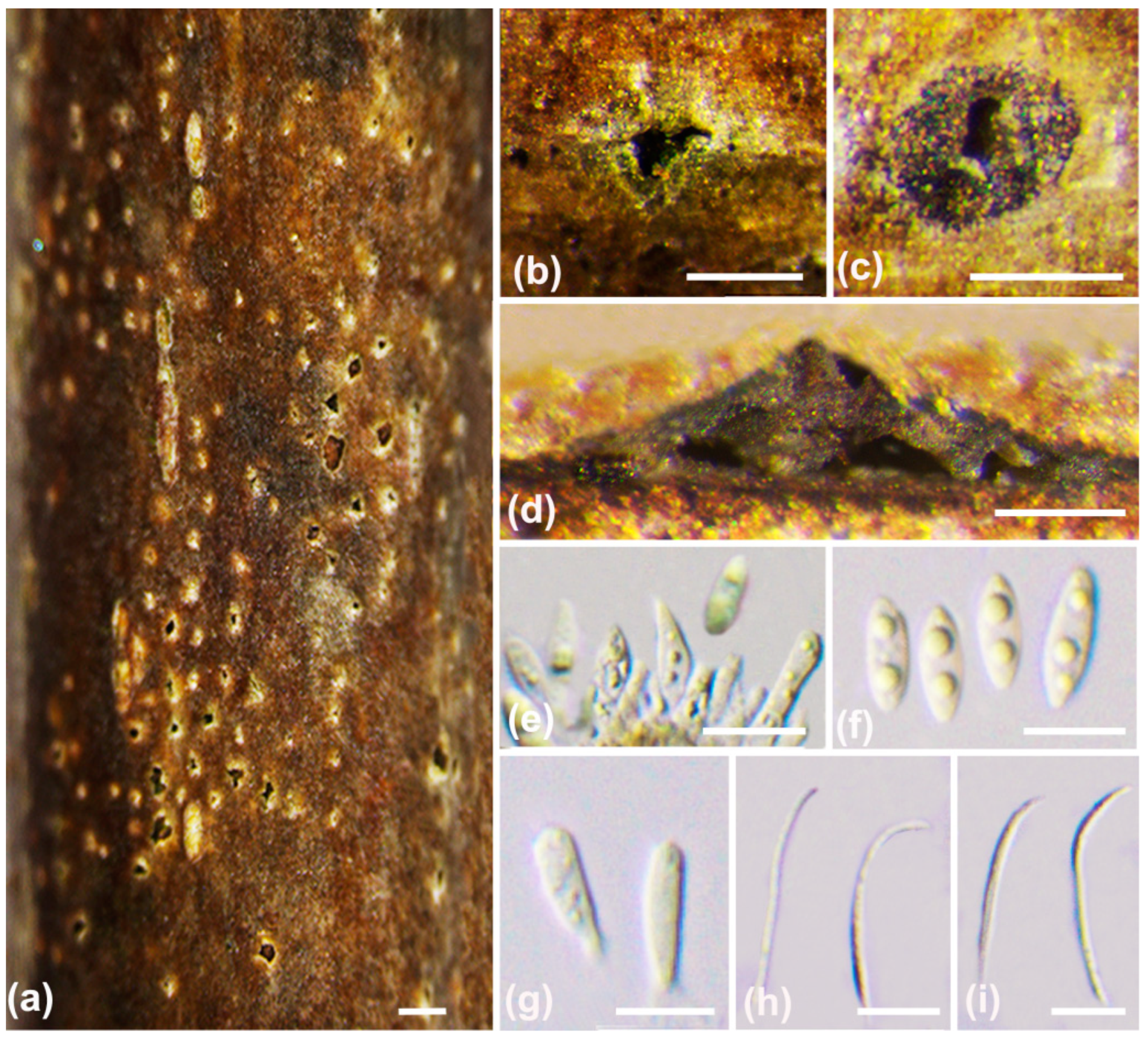 Jof 10 00583 g005 Jof 10 00583 g005