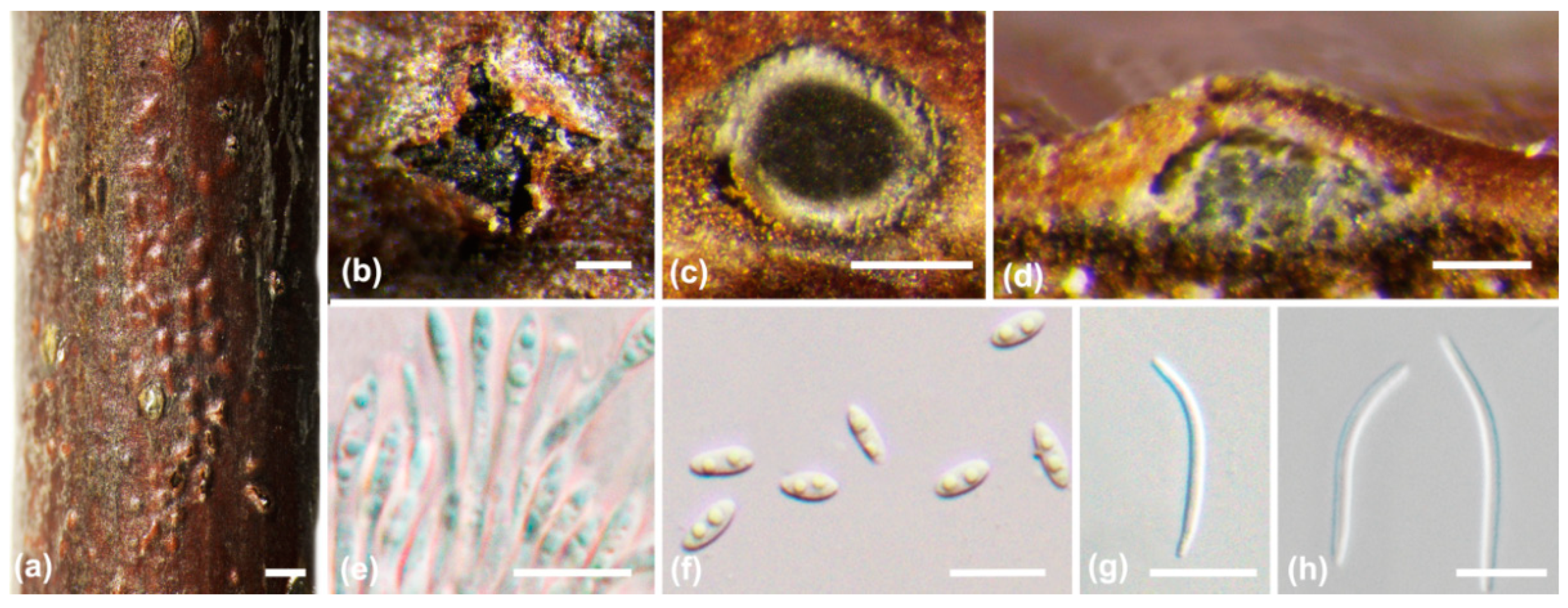 Jof 10 00583 g006 Jof 10 00583 g006