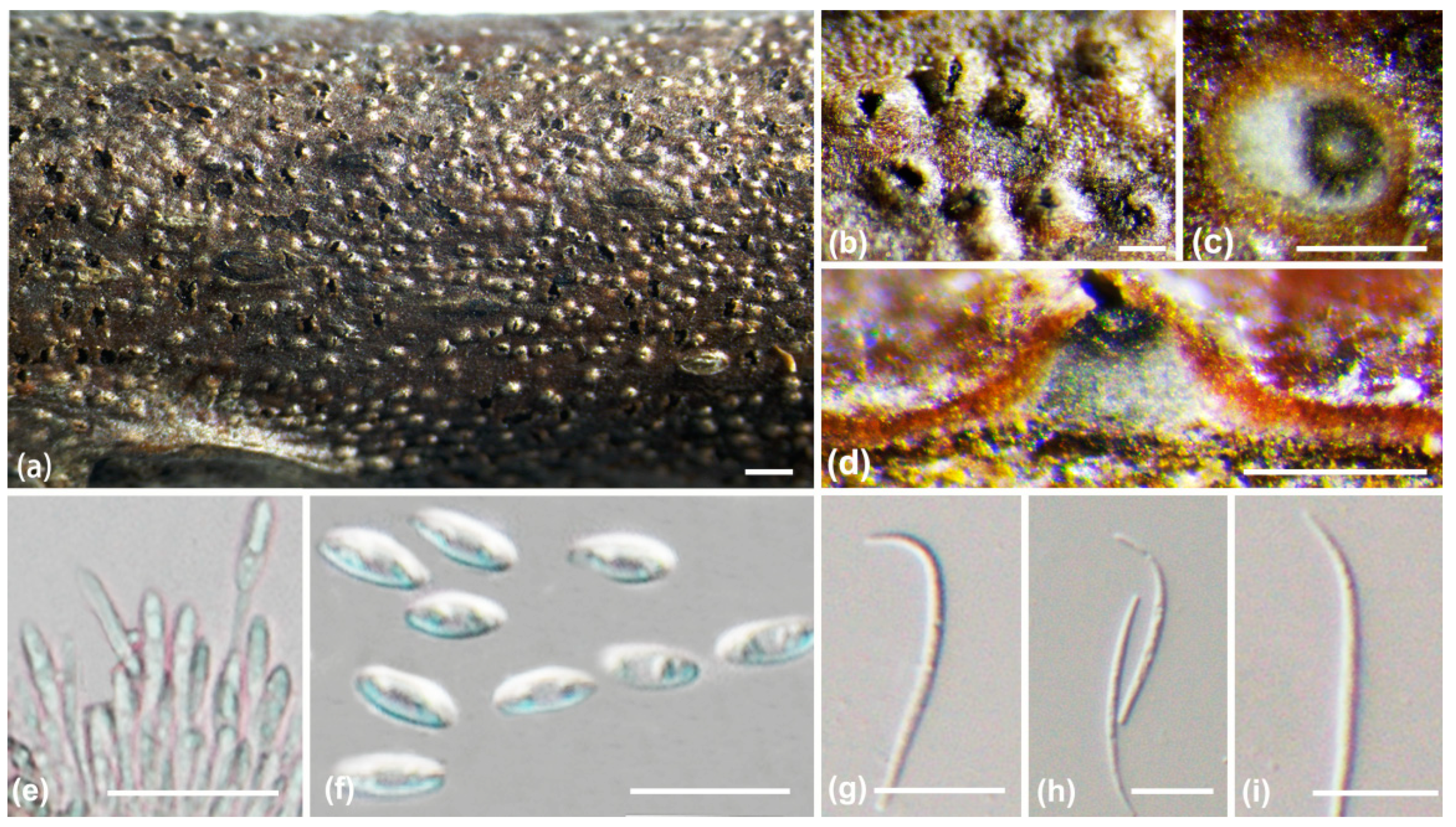 Jof 10 00583 g007 Jof 10 00583 g007