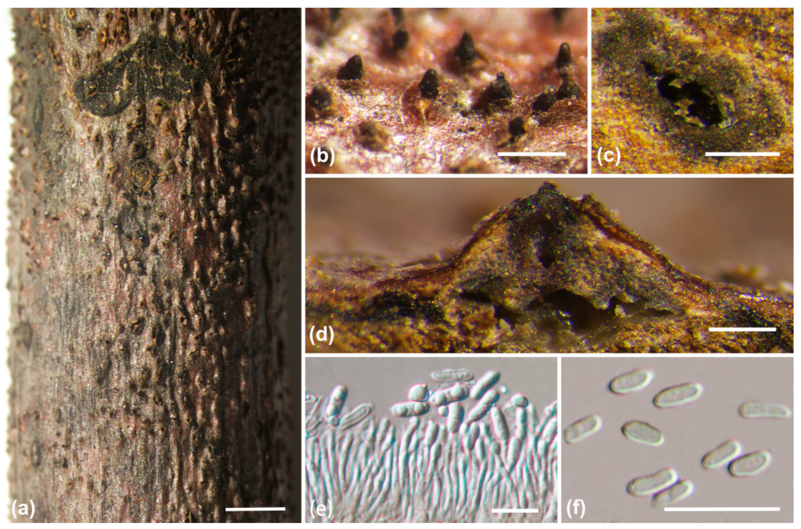 Jof 10 00583 g008 Jof 10 00583 g008