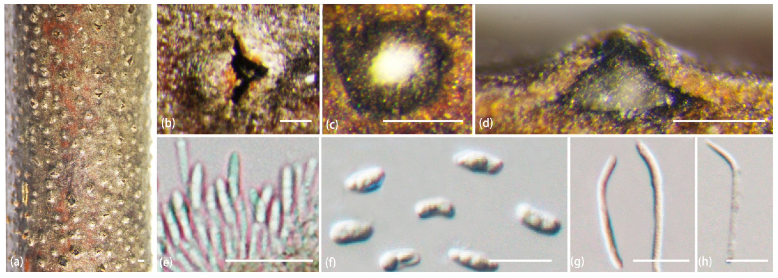 Jof 10 00583 g009 Jof 10 00583 g009