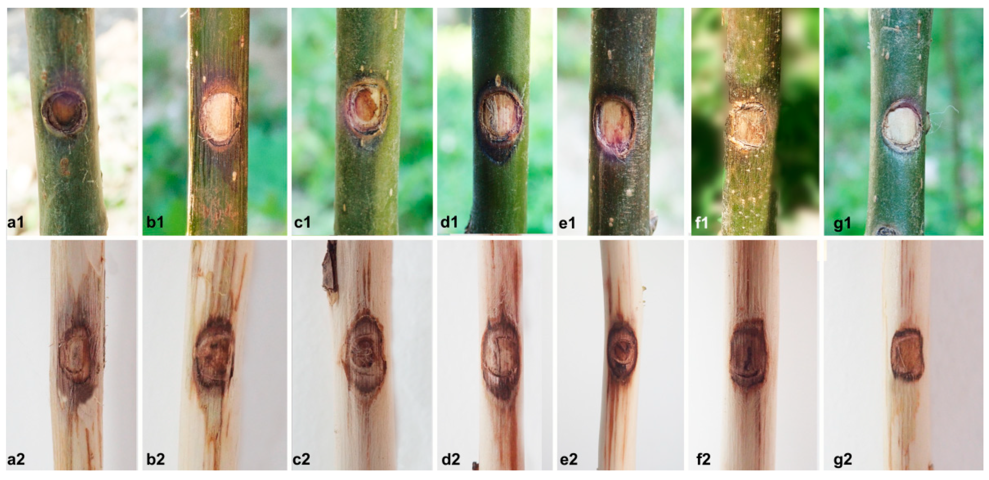 Jof 10 00583 g010 Jof 10 00583 g010