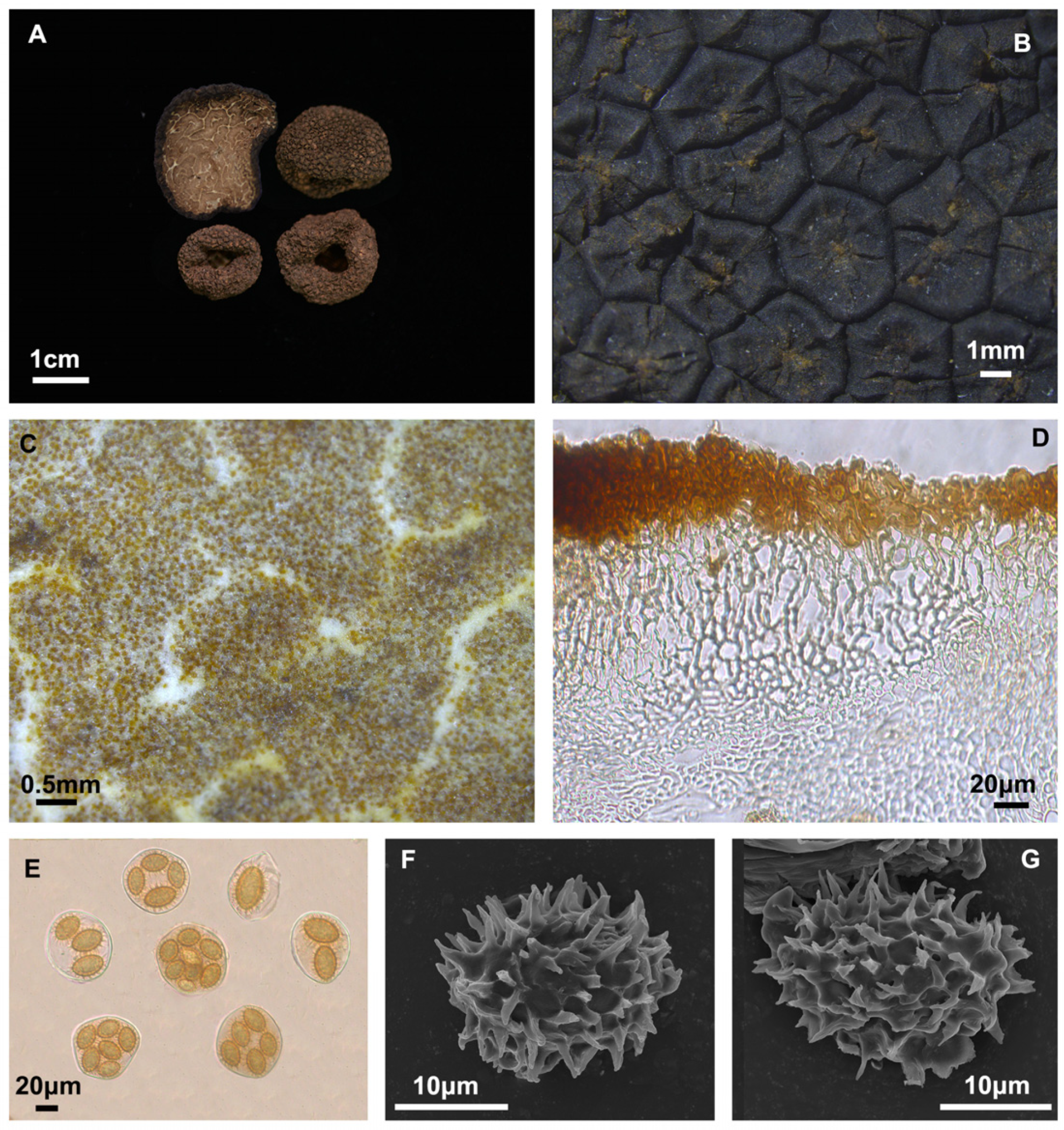 Jof 10 00640 g005 Jof 10 00640 g005