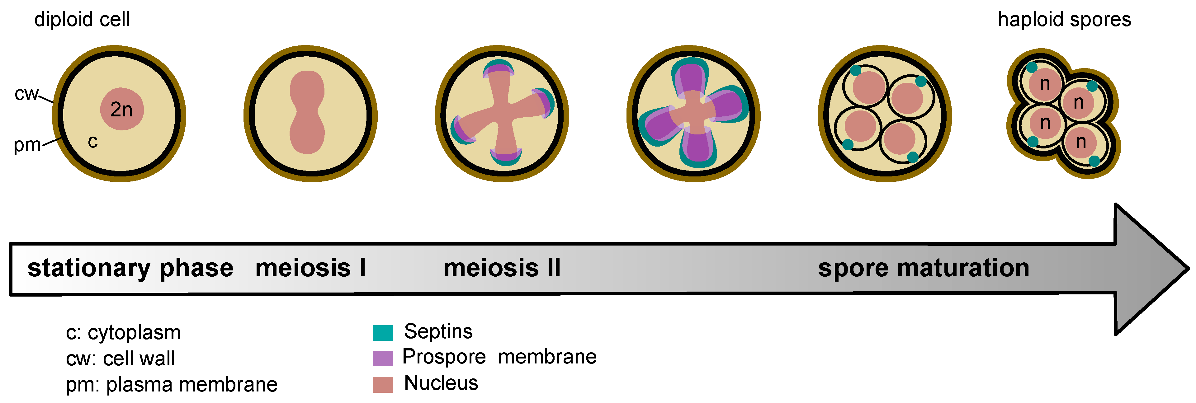 Jof 10 00642 g002 Jof 10 00642 g002