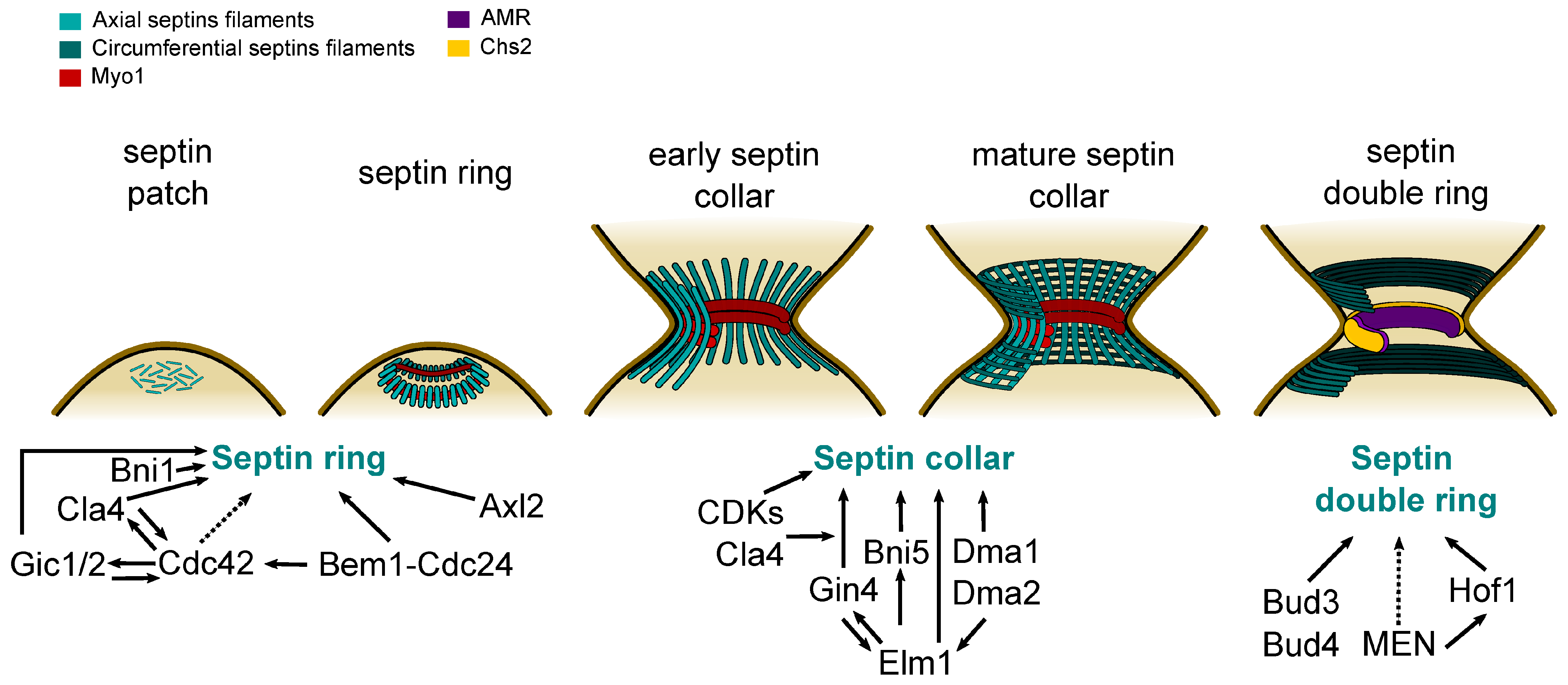 Jof 10 00642 g003 Jof 10 00642 g003
