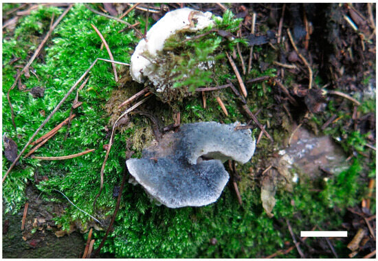 Five New Species of Wood-Decaying Brown-Rot Fungi within