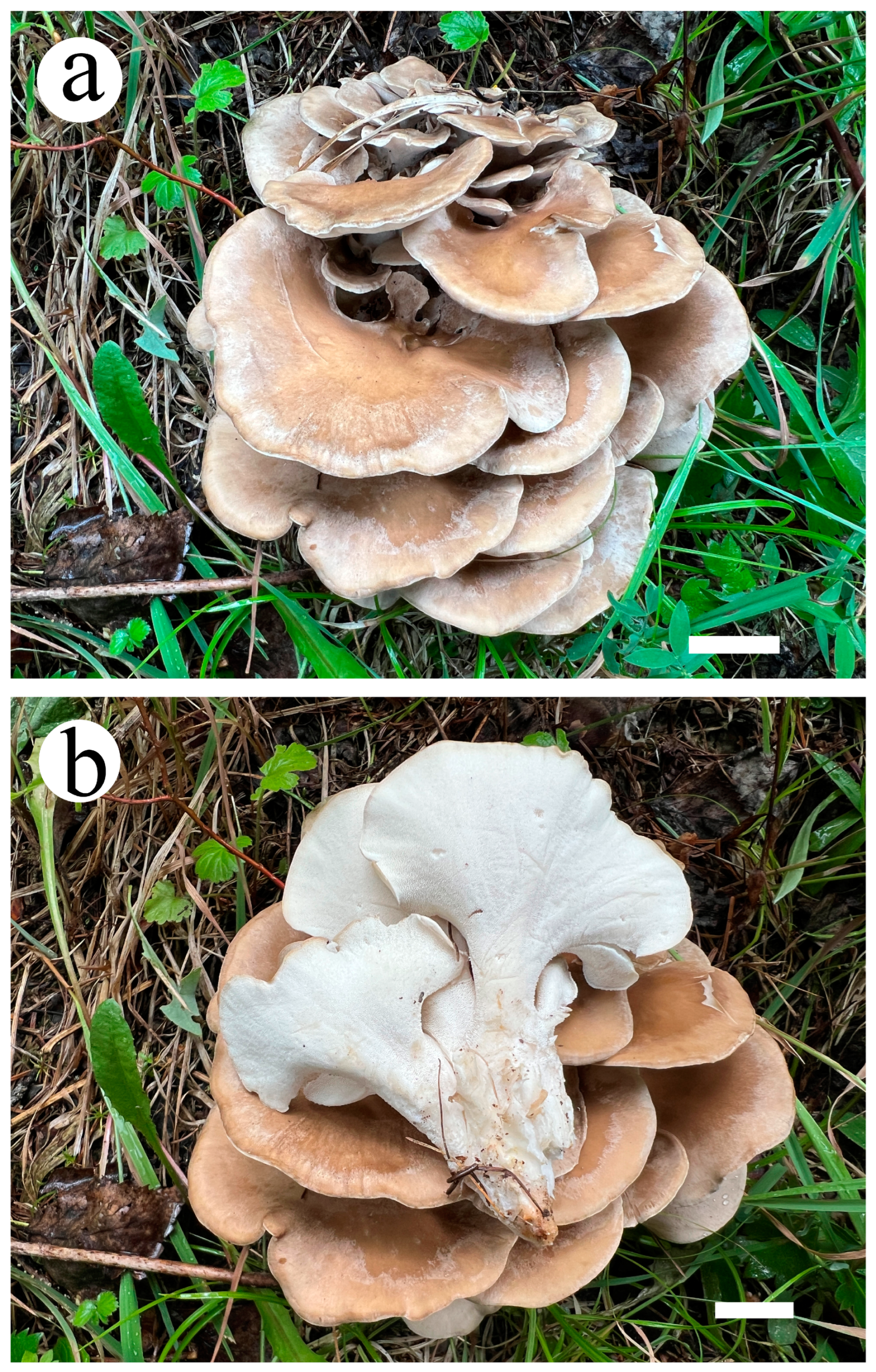 Five New Species of Wood-Decaying Brown-Rot Fungi within