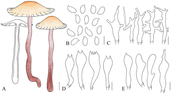 The Combination of Morphological and Phylogenetic Evidence