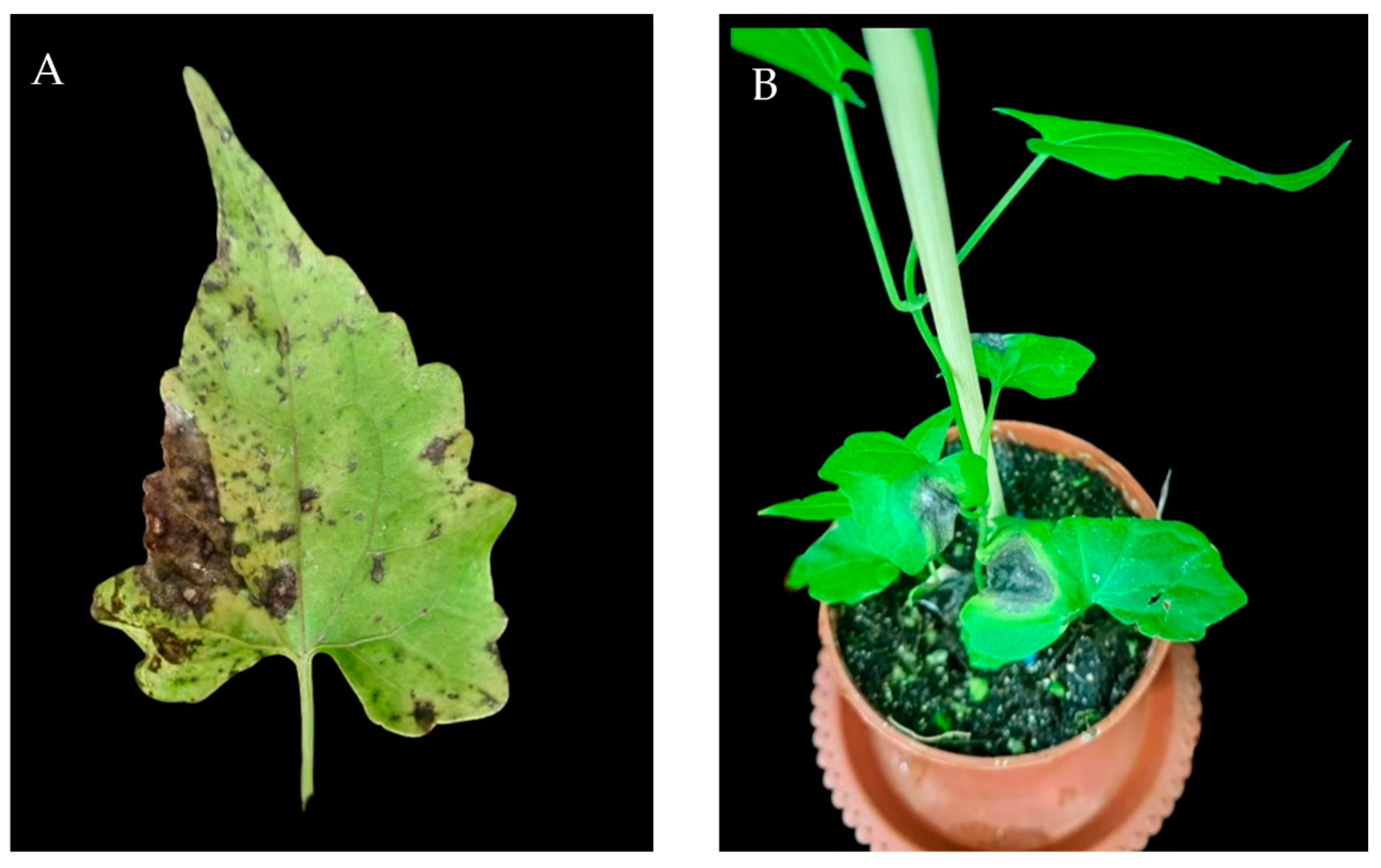 Jof 10 00691 g001 Jof 10 00691 g001