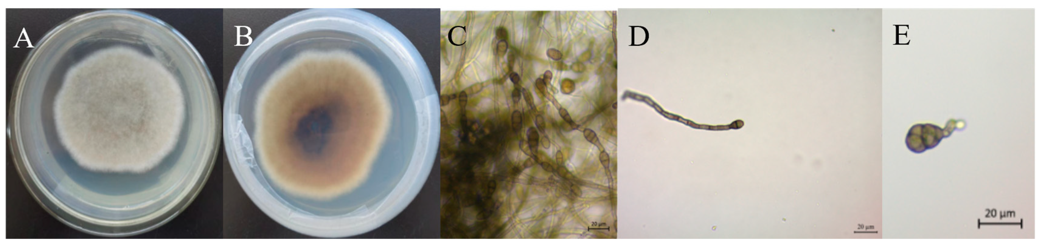 Jof 10 00691 g002 Jof 10 00691 g002