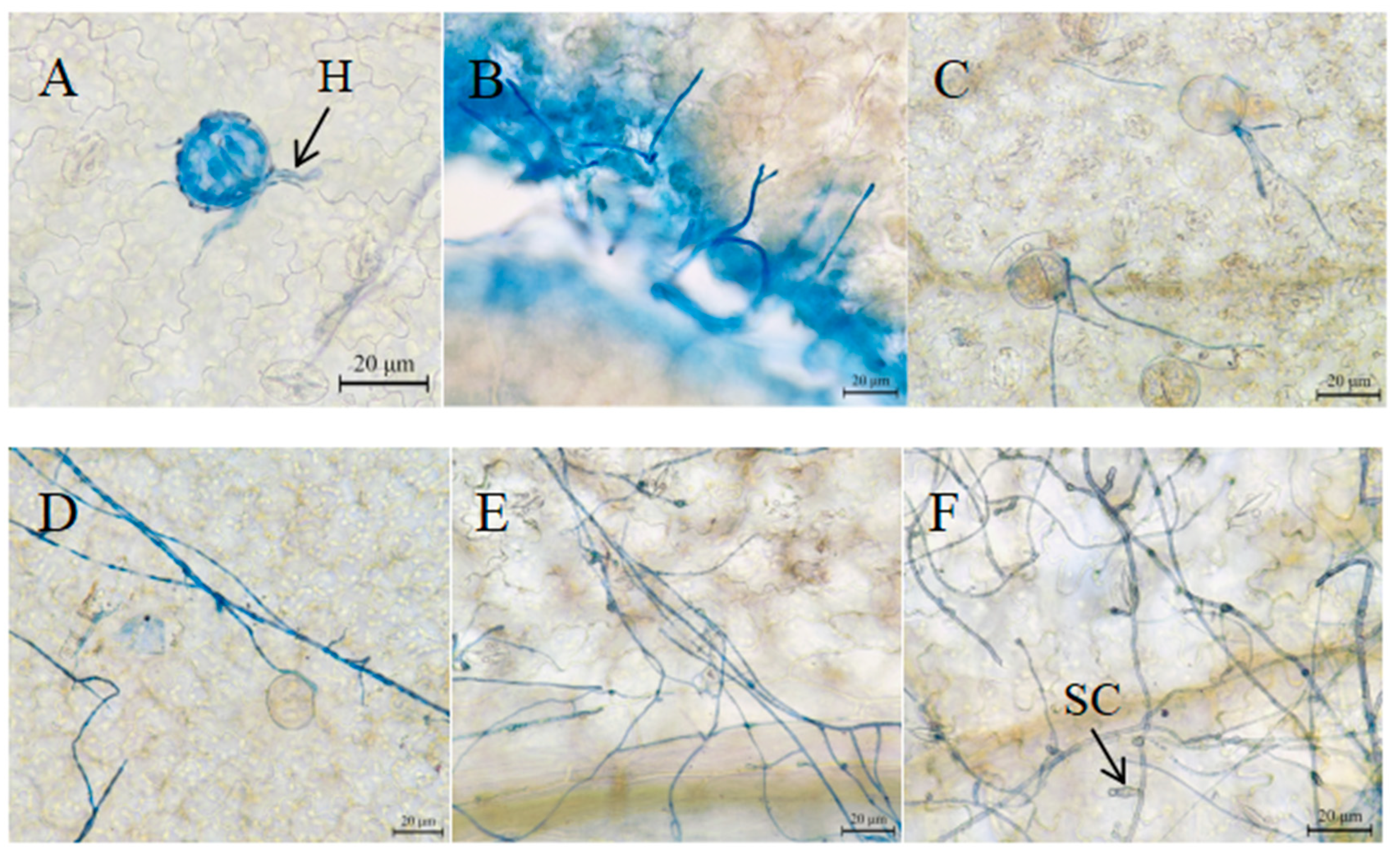 Jof 10 00691 g010 Jof 10 00691 g010