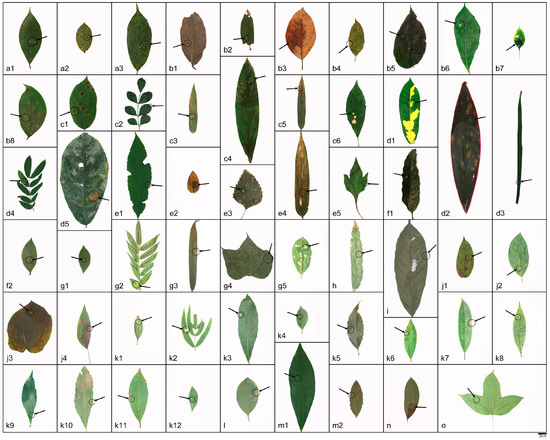 A Taxonomic and Phylogenetic Study of Anamorphic Strains of A Taxonomic and Phylogenetic Study of Anamorphic Strains of
