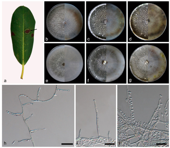 A Taxonomic and Phylogenetic Study of Anamorphic Strains of