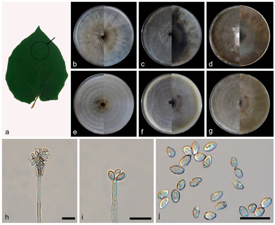 A Taxonomic and Phylogenetic Study of Anamorphic Strains of