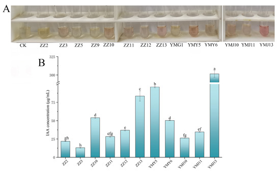 Exploring Plant Growth-Promoting Traits of Endophytic Fungi
