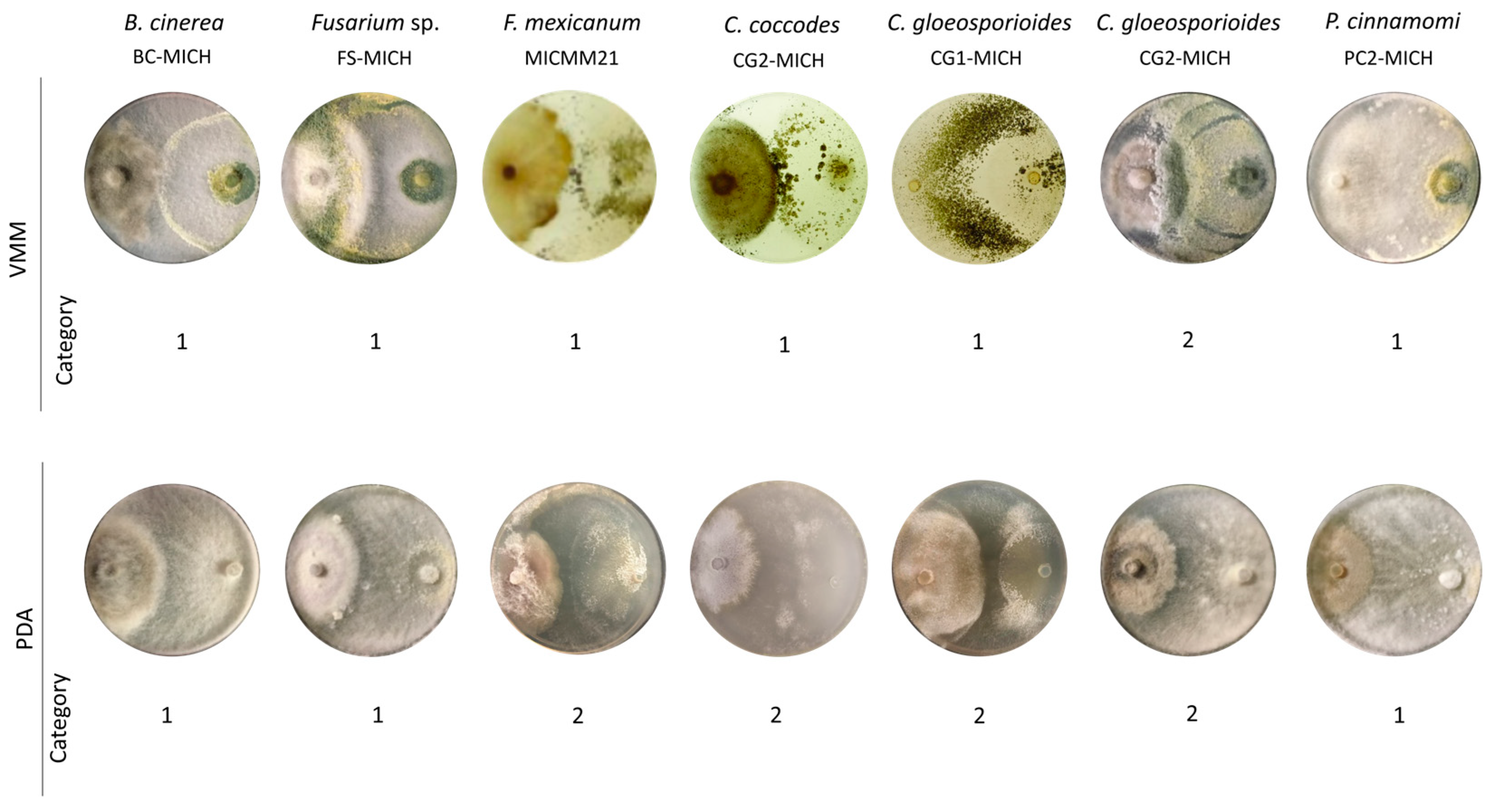 Jof 10 00758 g003 Jof 10 00758 g003