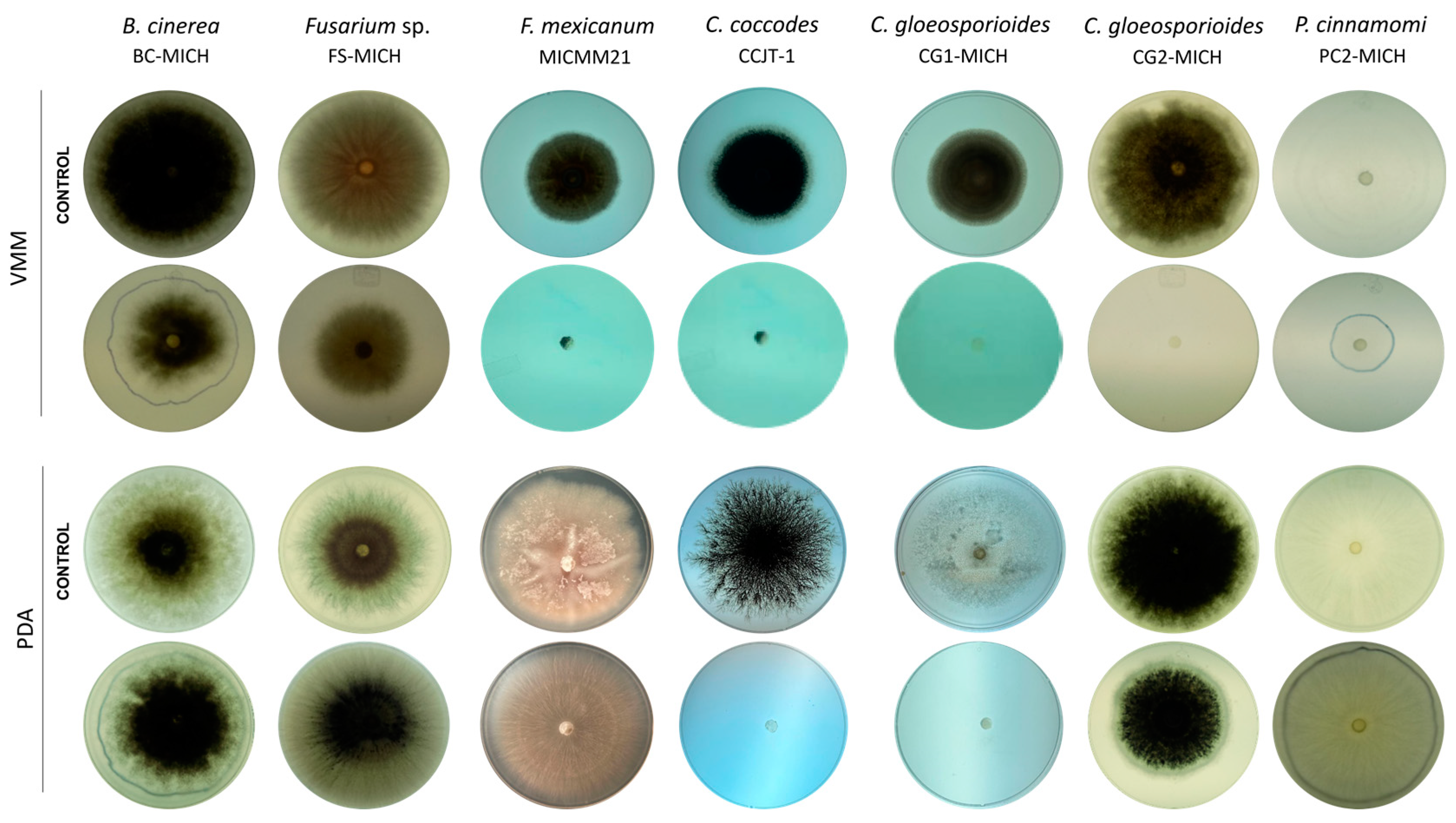 Jof 10 00758 g004 Jof 10 00758 g004