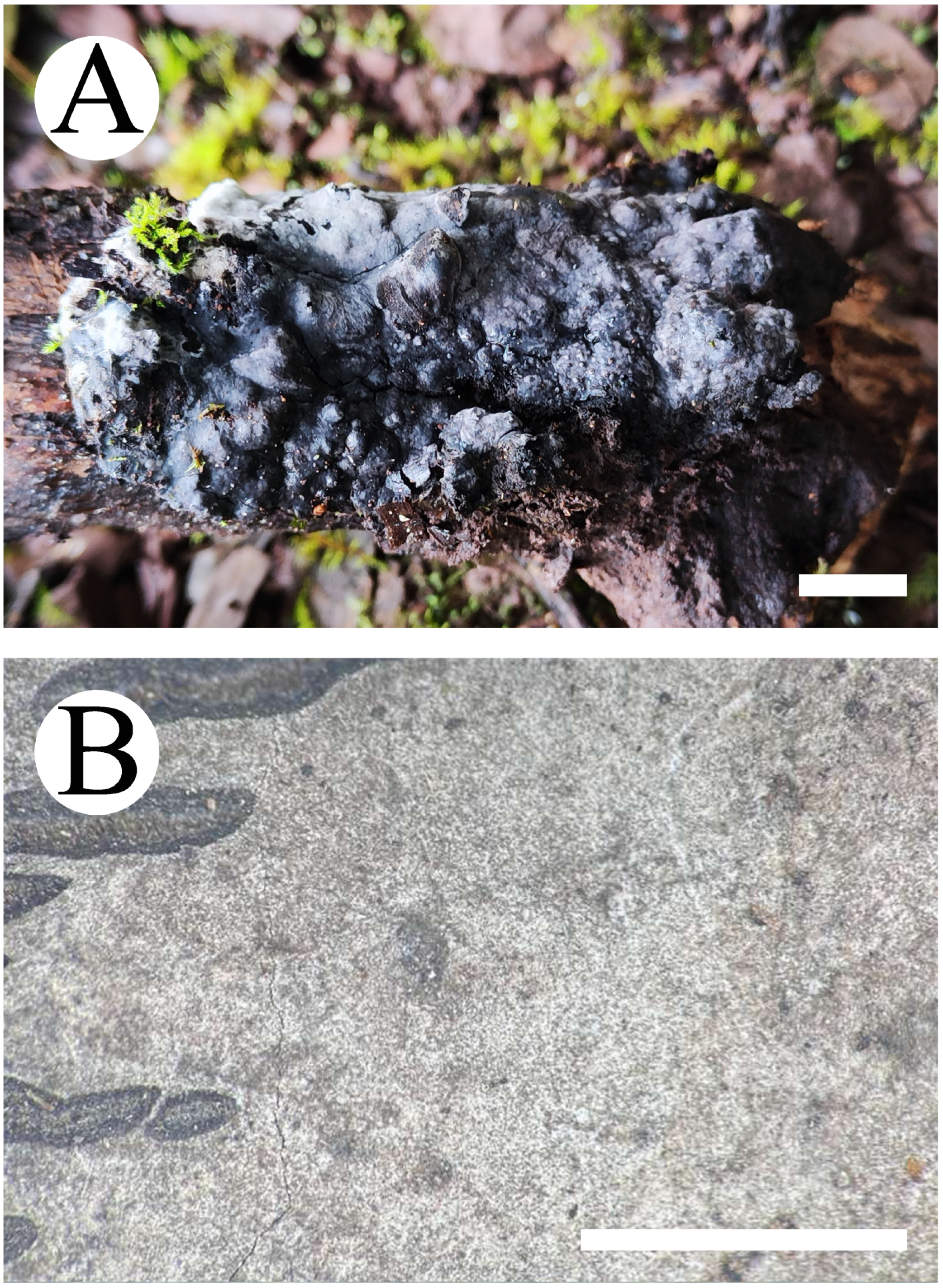 Jof 10 00775 g007 Jof 10 00775 g007