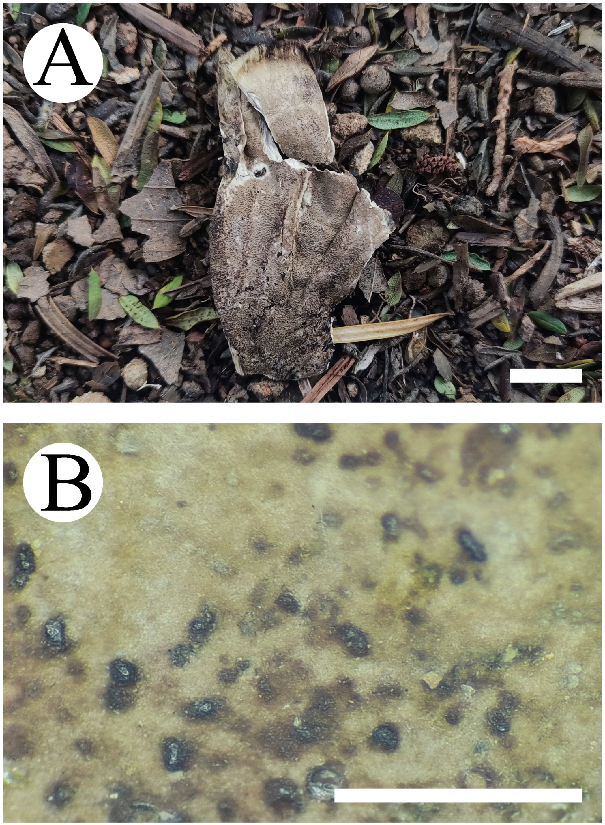 Jof 10 00775 g009 Jof 10 00775 g009