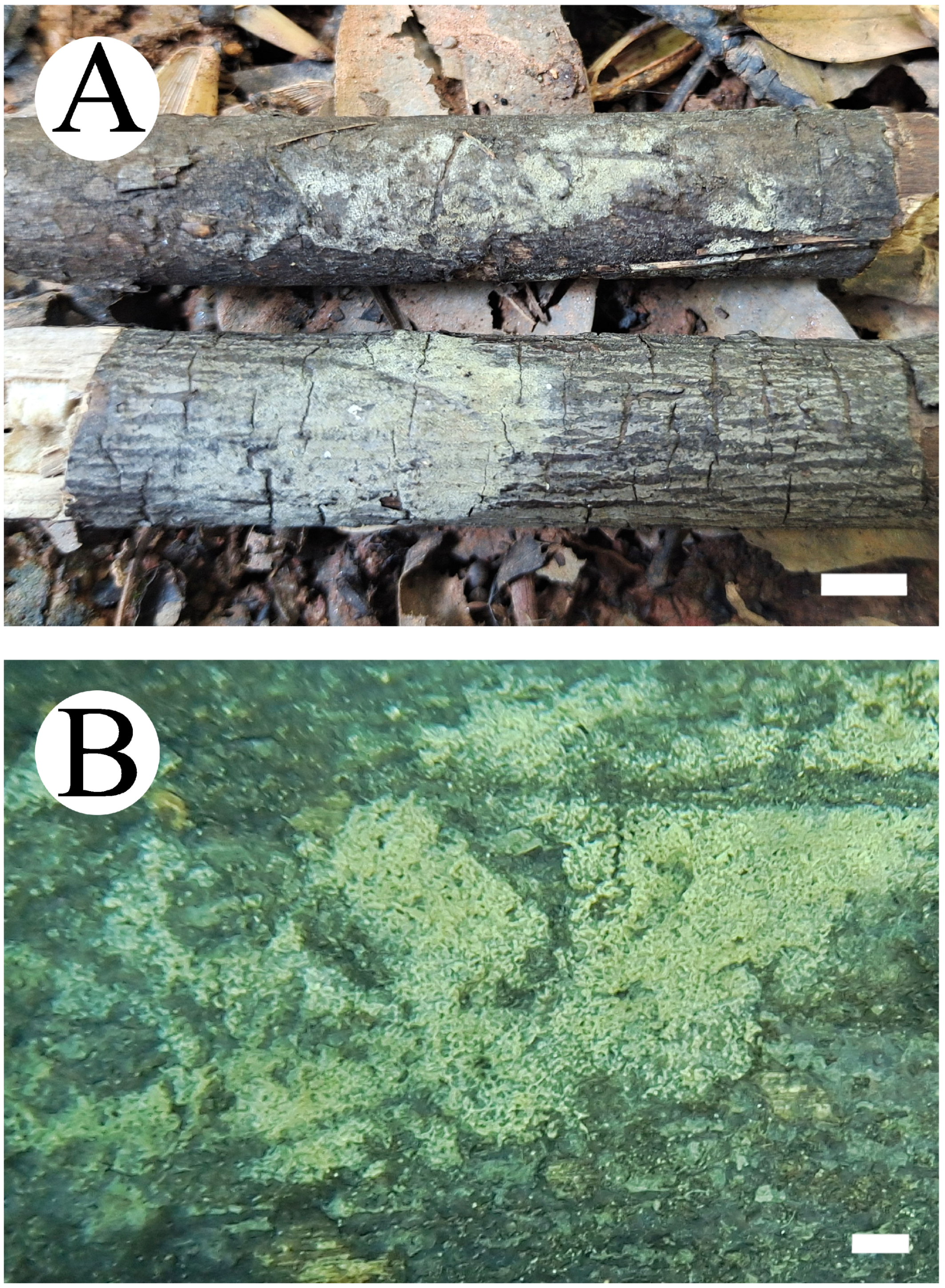 Jof 10 00775 g013 Jof 10 00775 g013