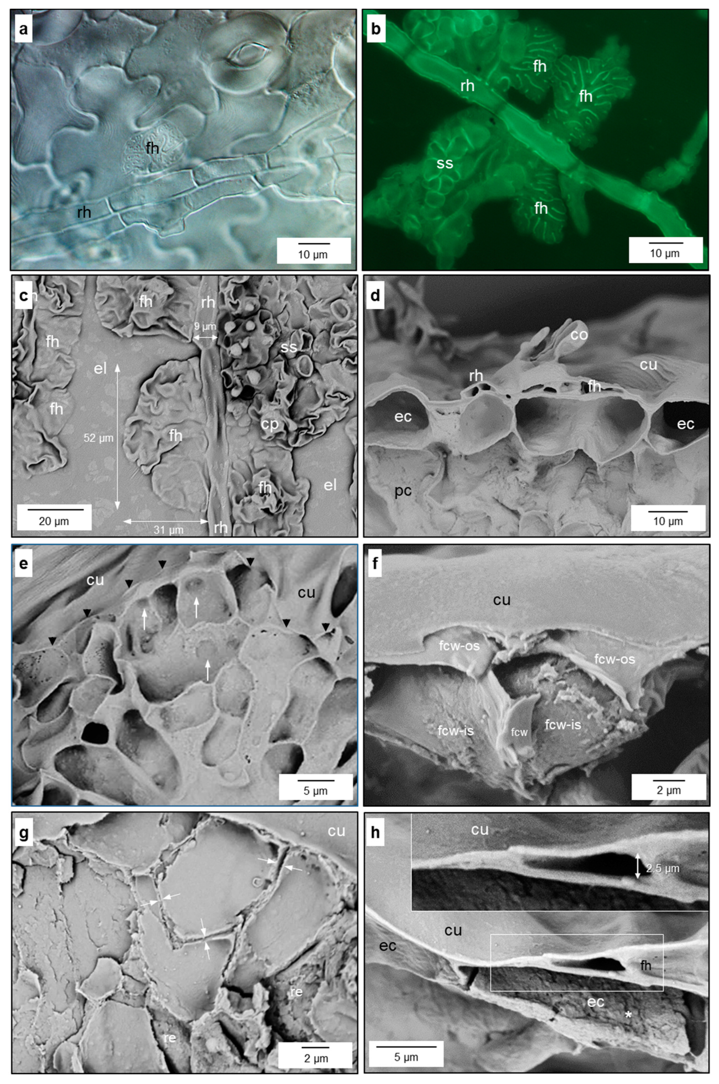Jof 10 00831 g002a Jof 10 00831 g002a