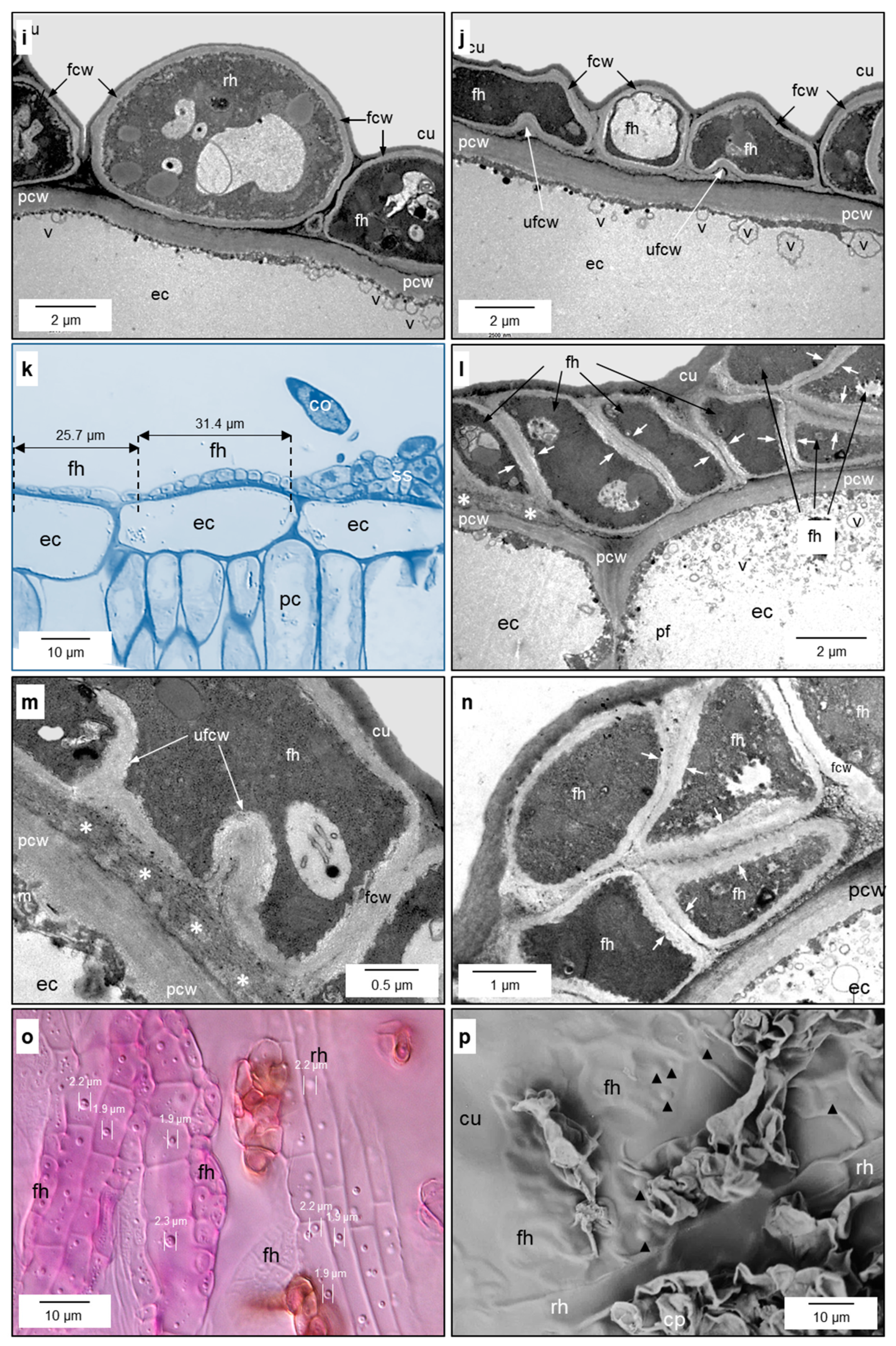 Jof 10 00831 g002b Jof 10 00831 g002b
