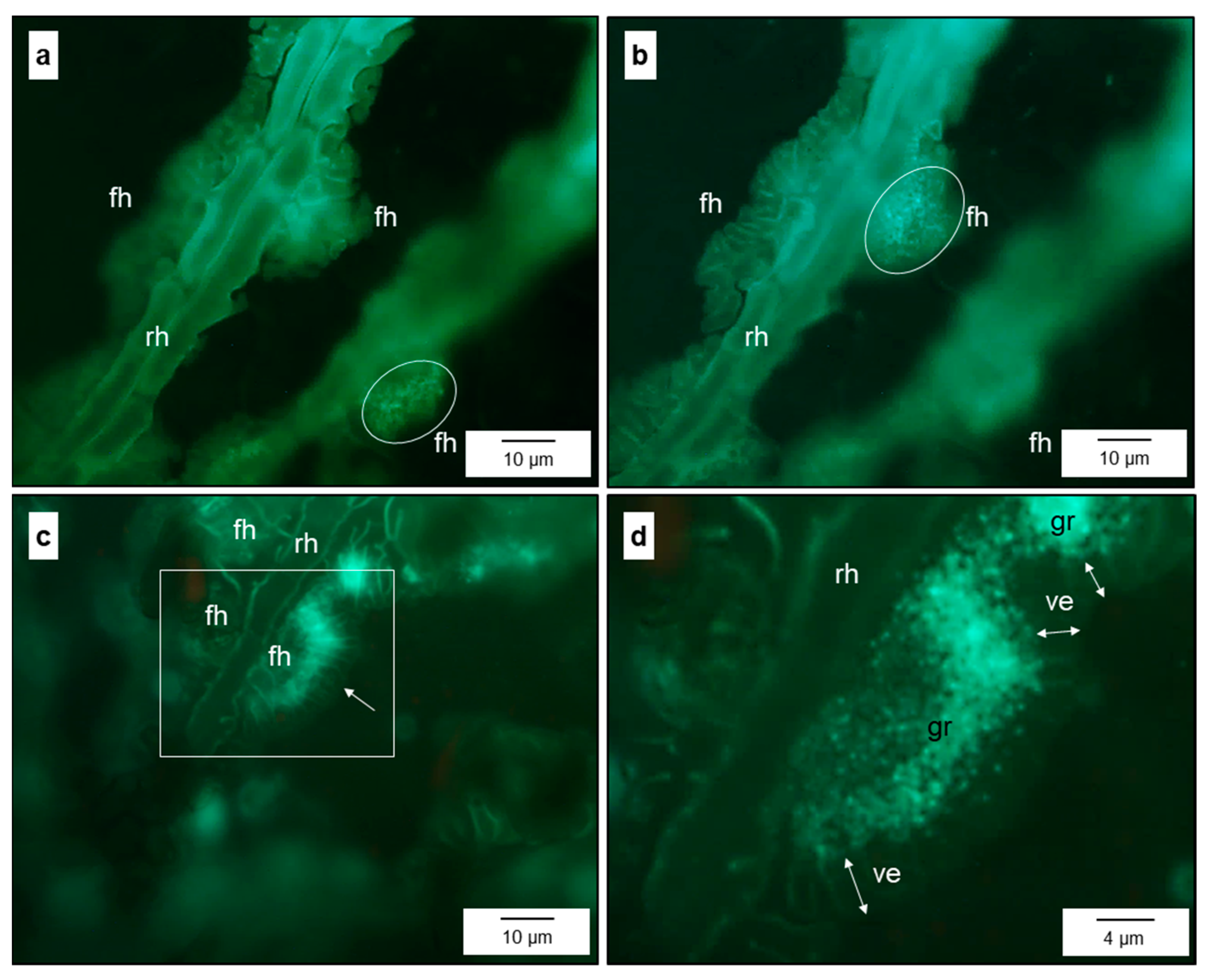 Jof 10 00831 g003 Jof 10 00831 g003