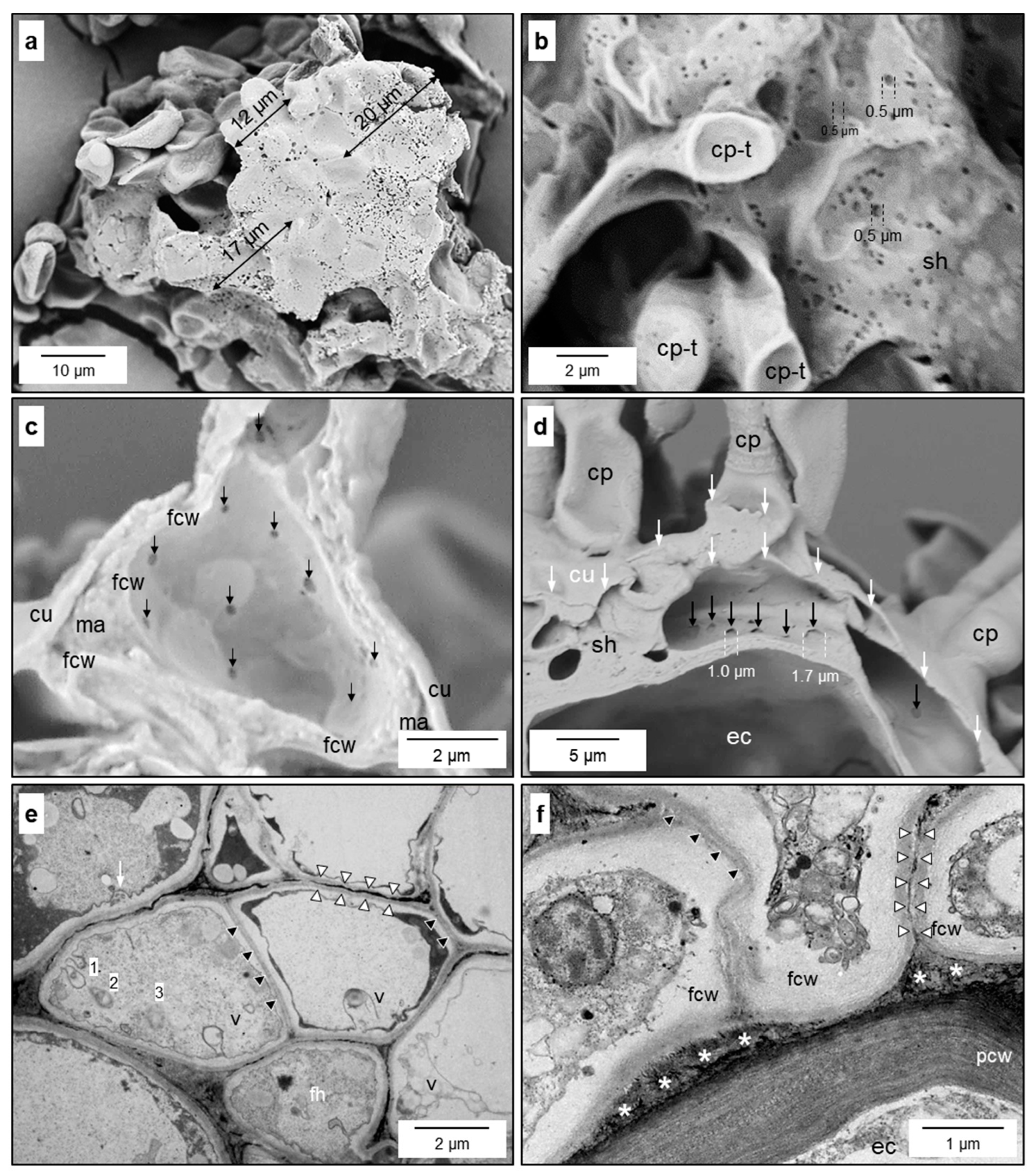 Jof 10 00831 g004 Jof 10 00831 g004