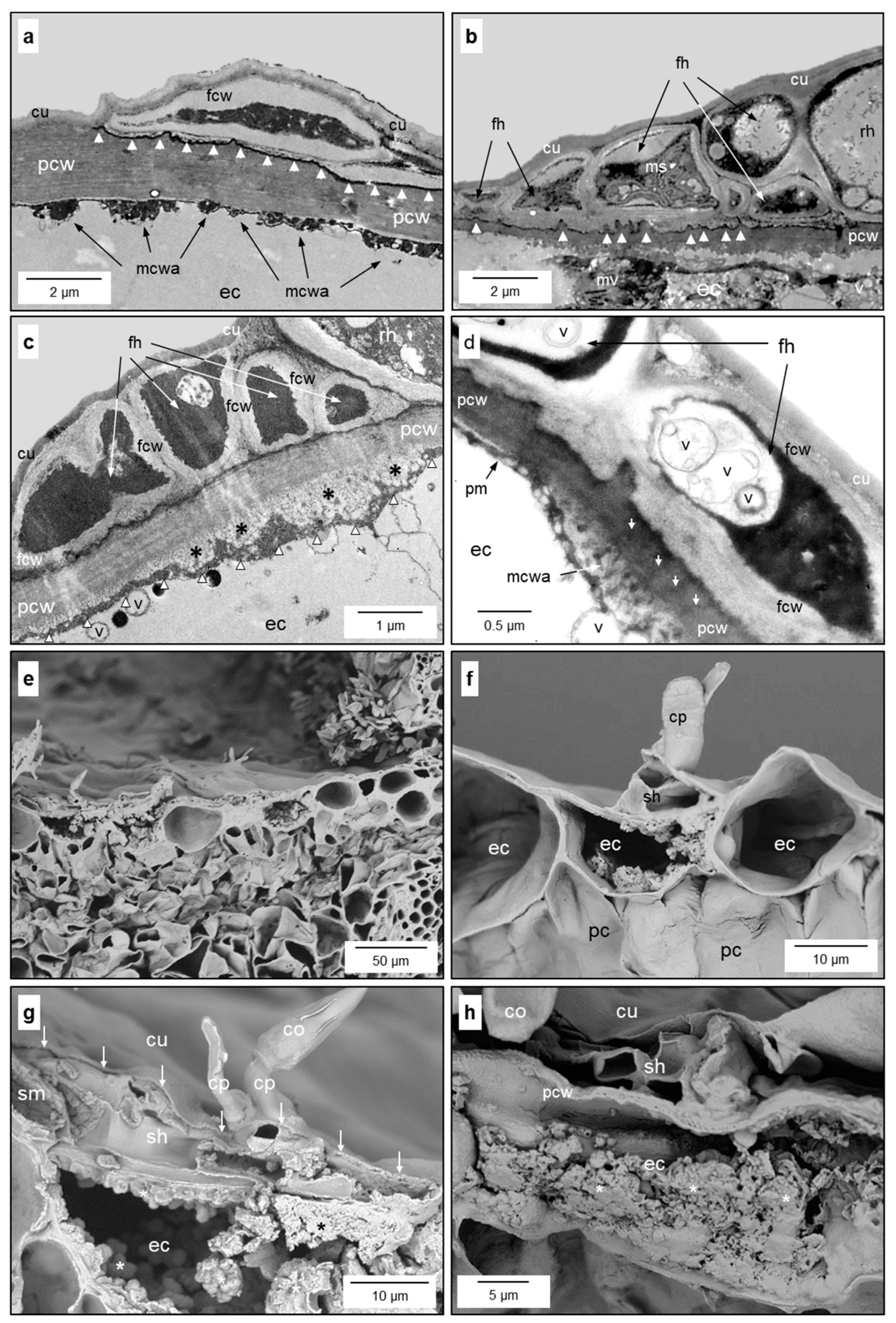 Jof 10 00831 g007 Jof 10 00831 g007