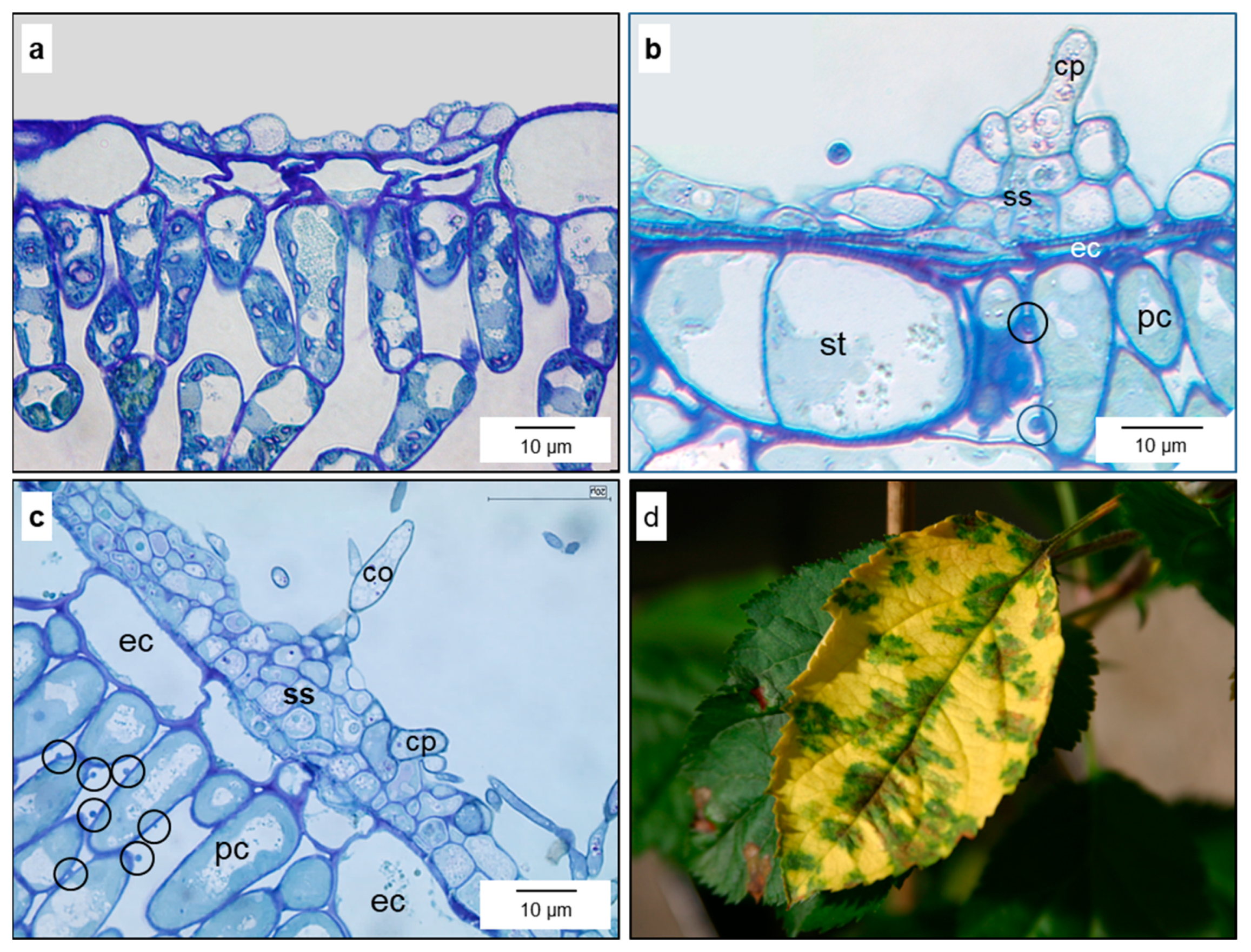 Jof 10 00831 g008 Jof 10 00831 g008