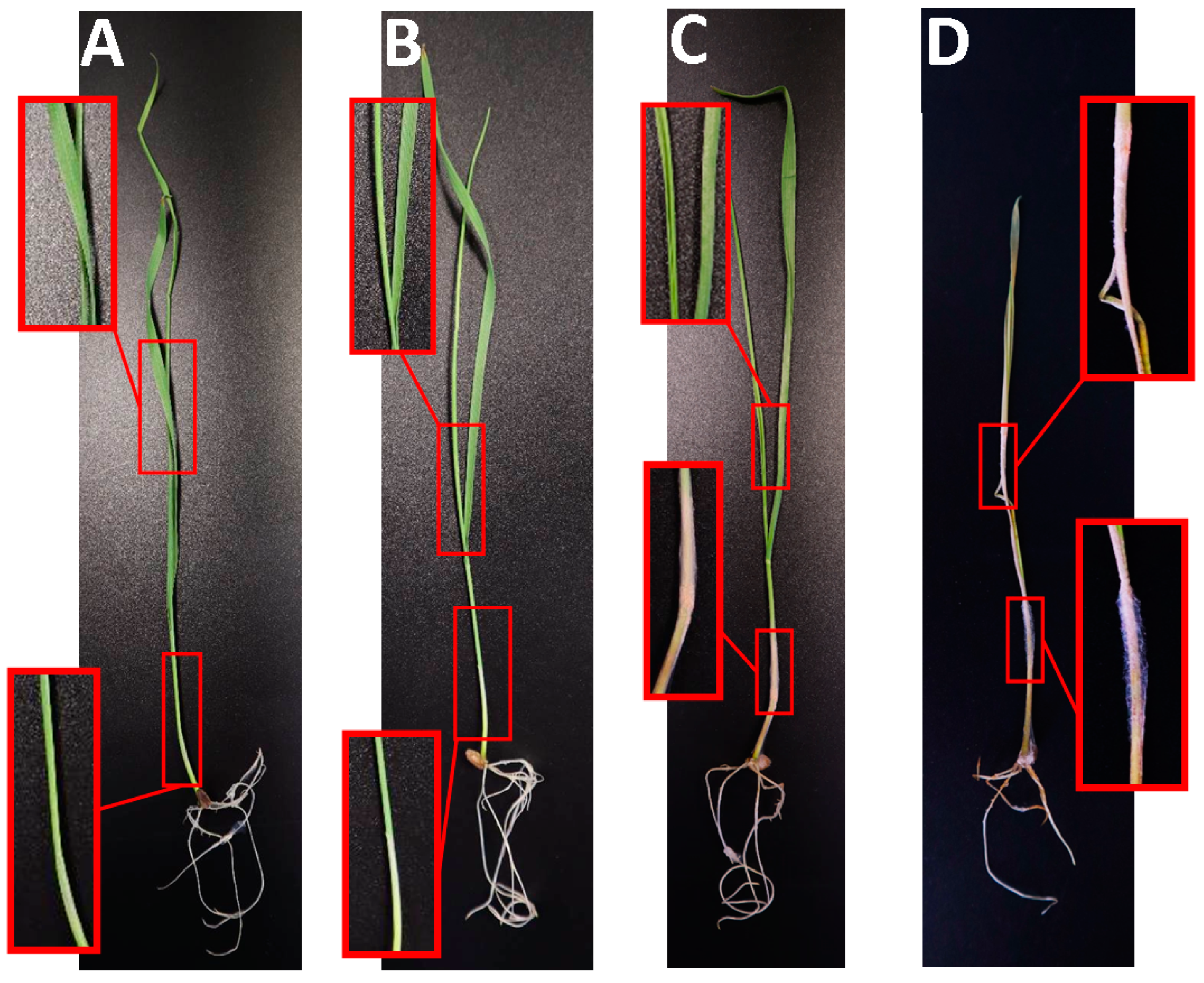 Jof 10 00841 g005 Jof 10 00841 g005
