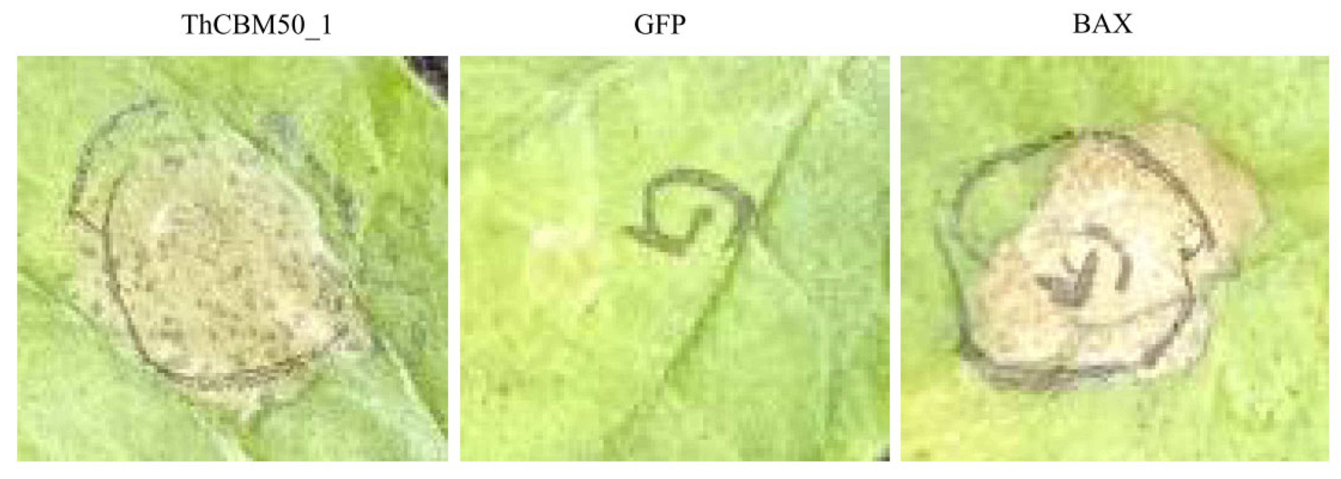 Jof 10 00856 g008 Jof 10 00856 g008